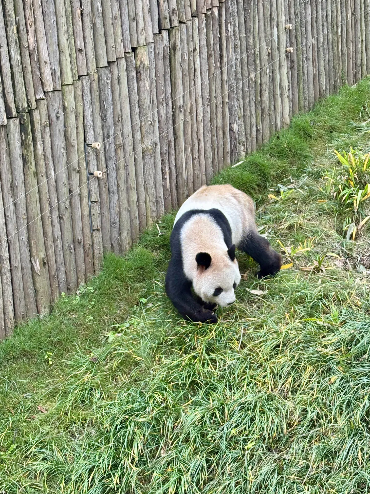 9TYTVFI93ML1YA9…
Payout: 1.840 HBD大熊猫的叫声
2025-11-09 04:23<liketuimages> <center> ![RXwLWNYtyToctLy3_IMG_6077.png