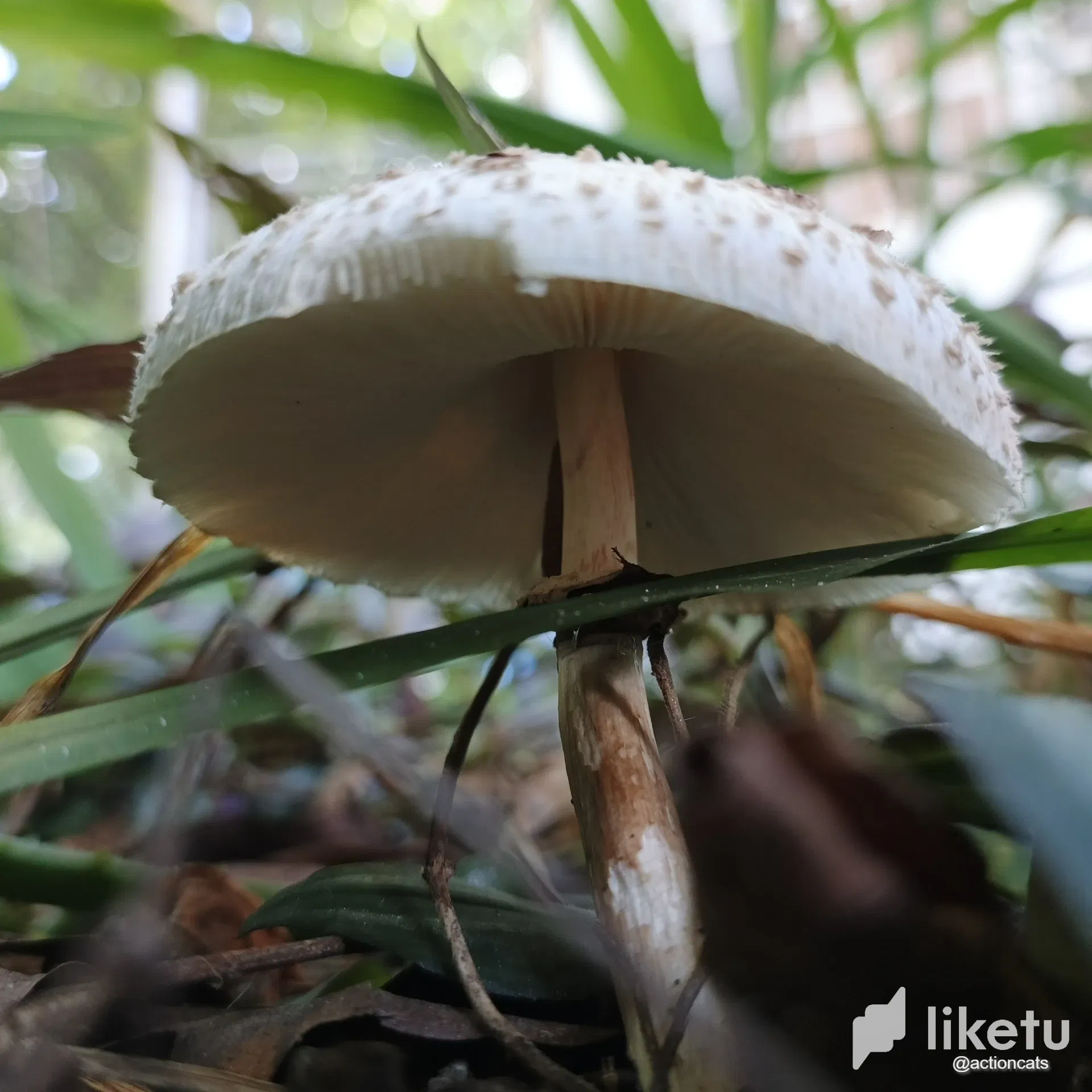 RJzK81QDSzgymOnr_thumbnail_IMG_20250904_095239_808-317445763.webp