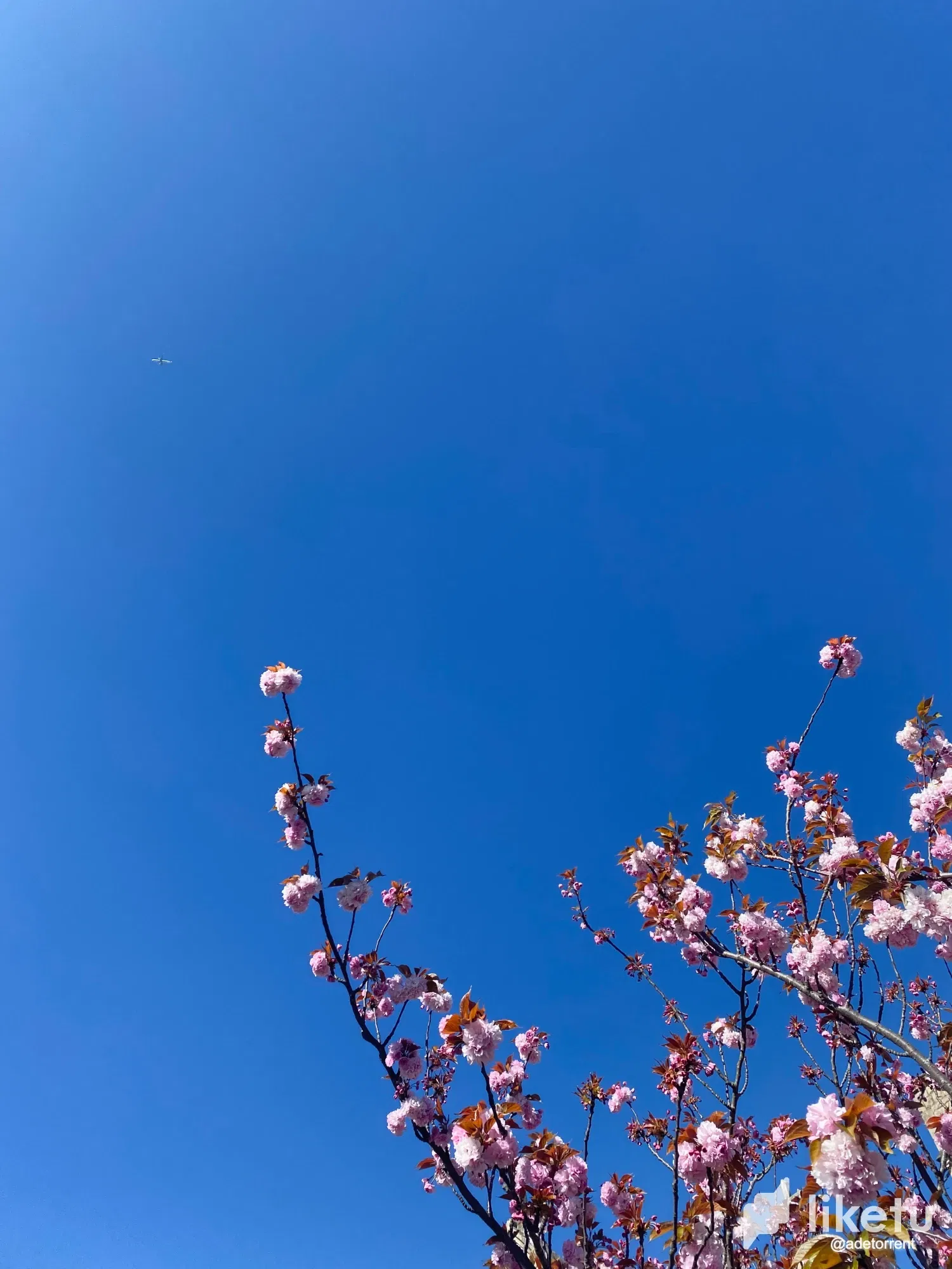 Flowers, flowers, everywhere