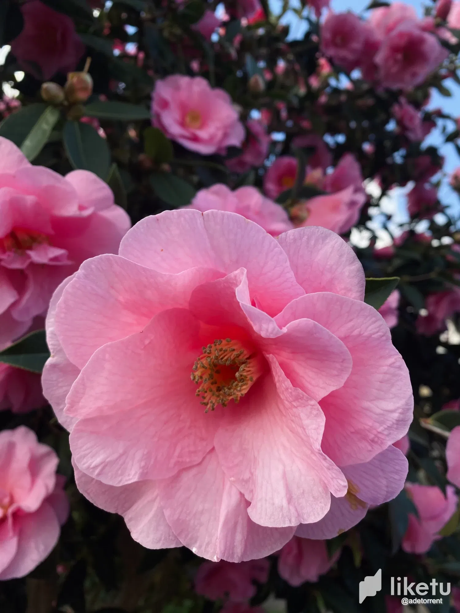 Flowers, flowers, everywhere