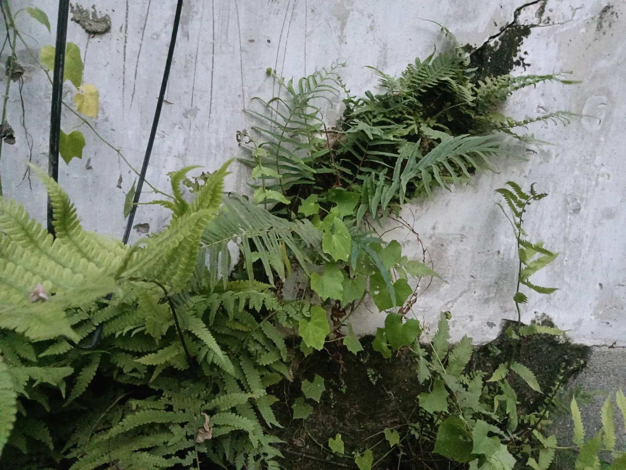 KmohRCDcpFFJnYDX_IMG20250914182606.webp