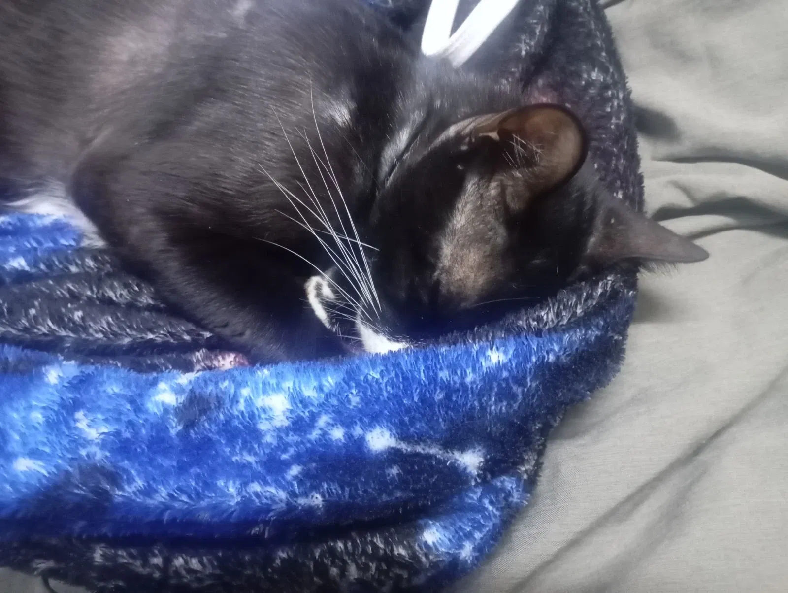 Bebito felino durmiente/Sleeping Baby Kitten