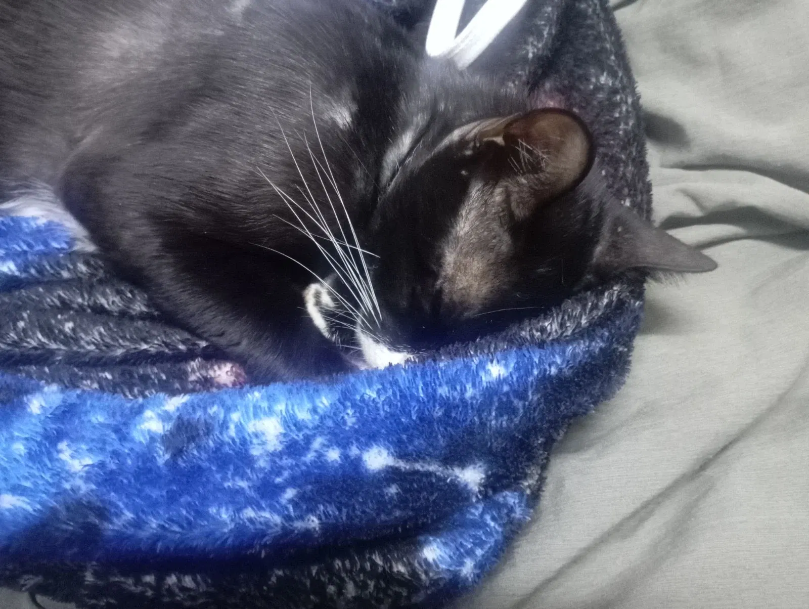 Bebito felino durmiente/Sleeping Baby Kitten