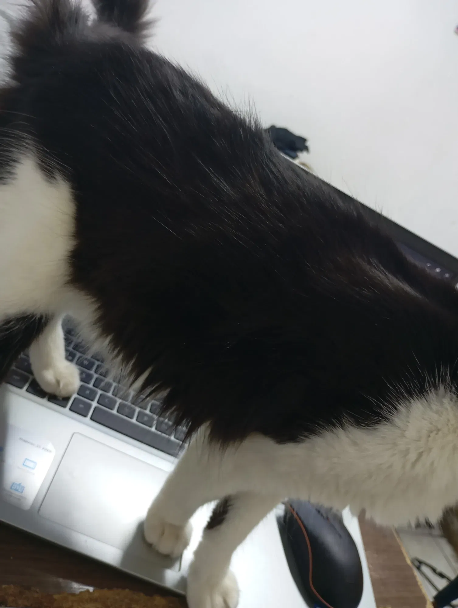 mcFoC232IqBkdb5o_1000693014.webp