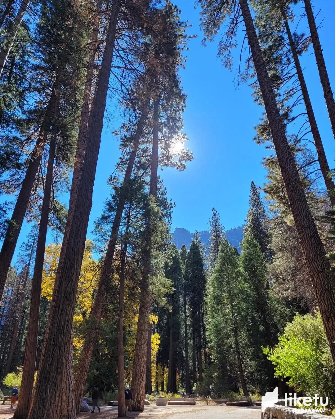 🌲 Into the Wild: The Epic Majesty of the American West