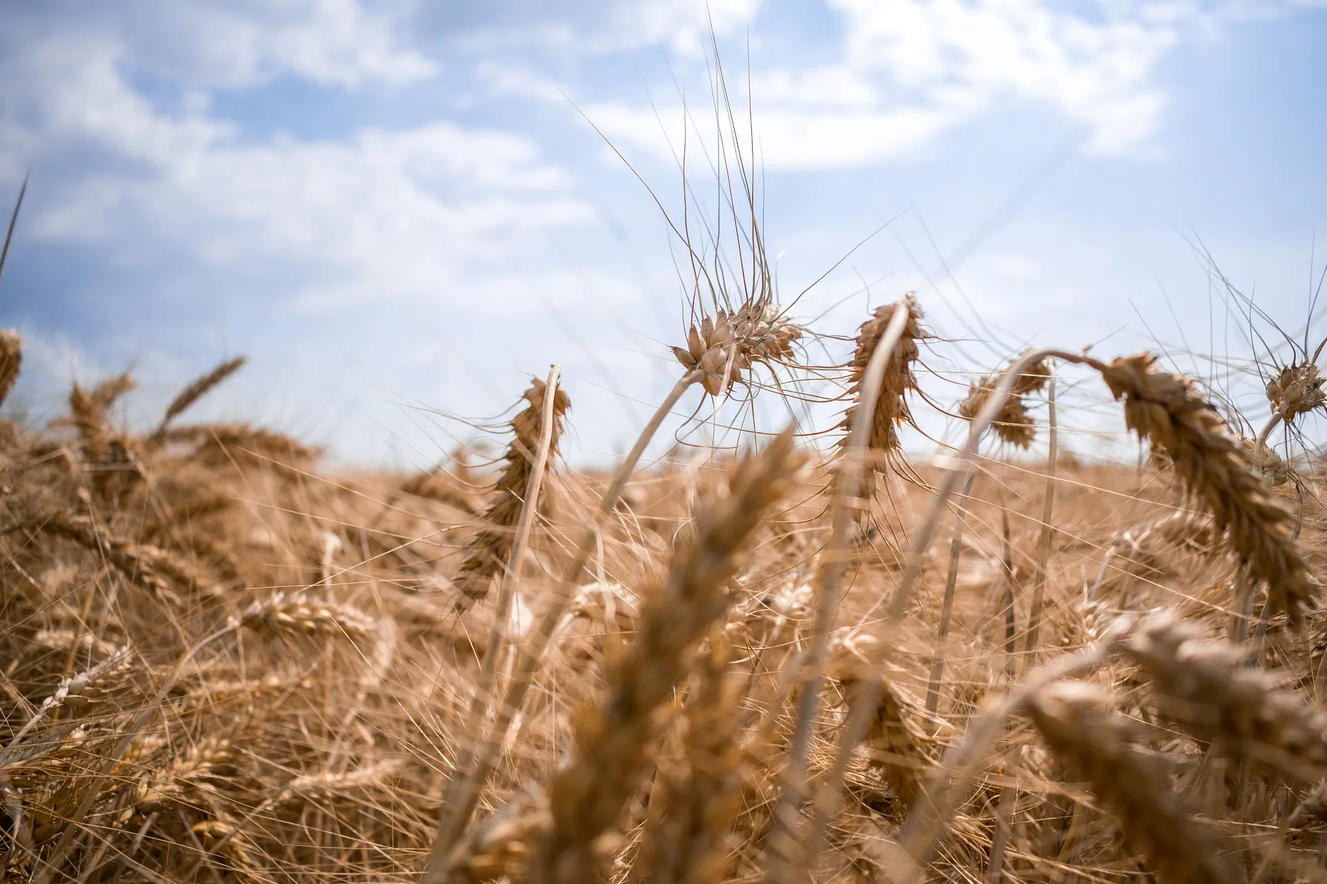 ddXcqTgX4w5DxhKs_wheat-gbddf75d58_1920.png