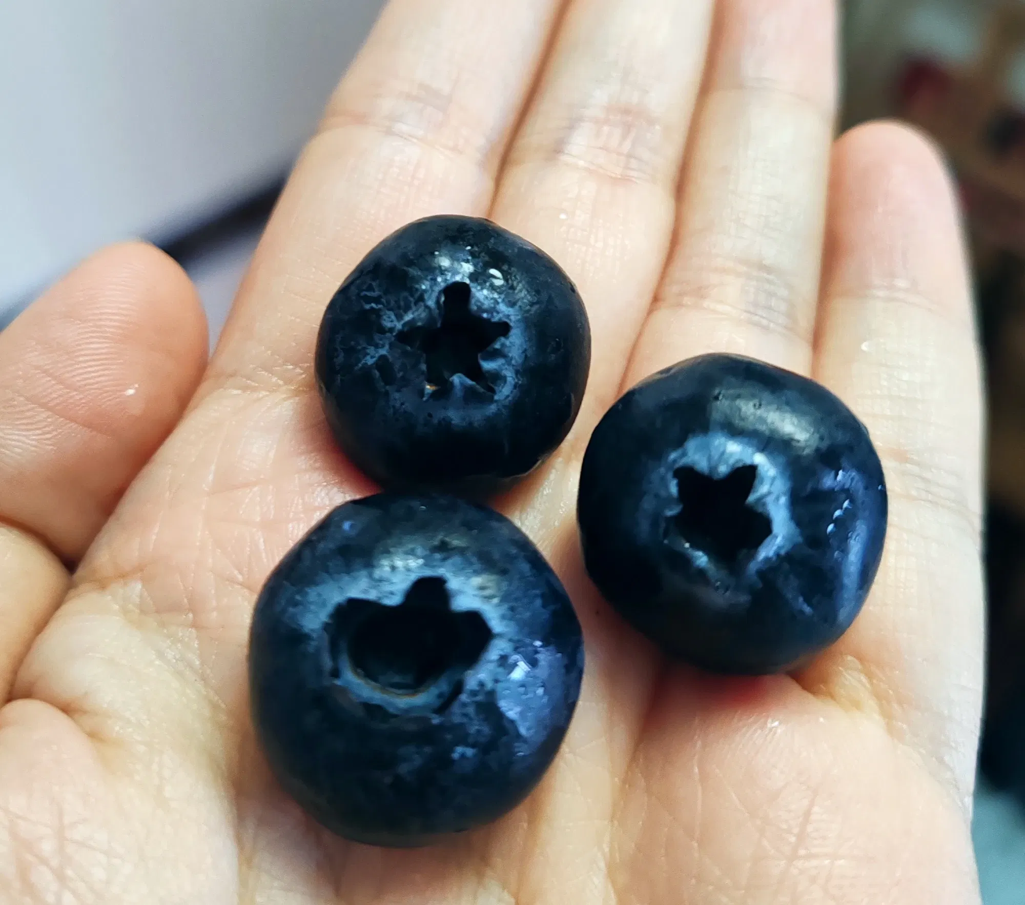 蓝莓🫐果王？又大又香又甜