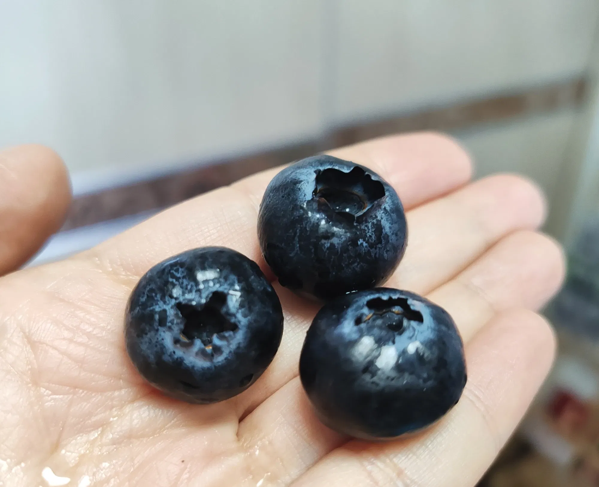 蓝莓🫐果王？又大又香又甜