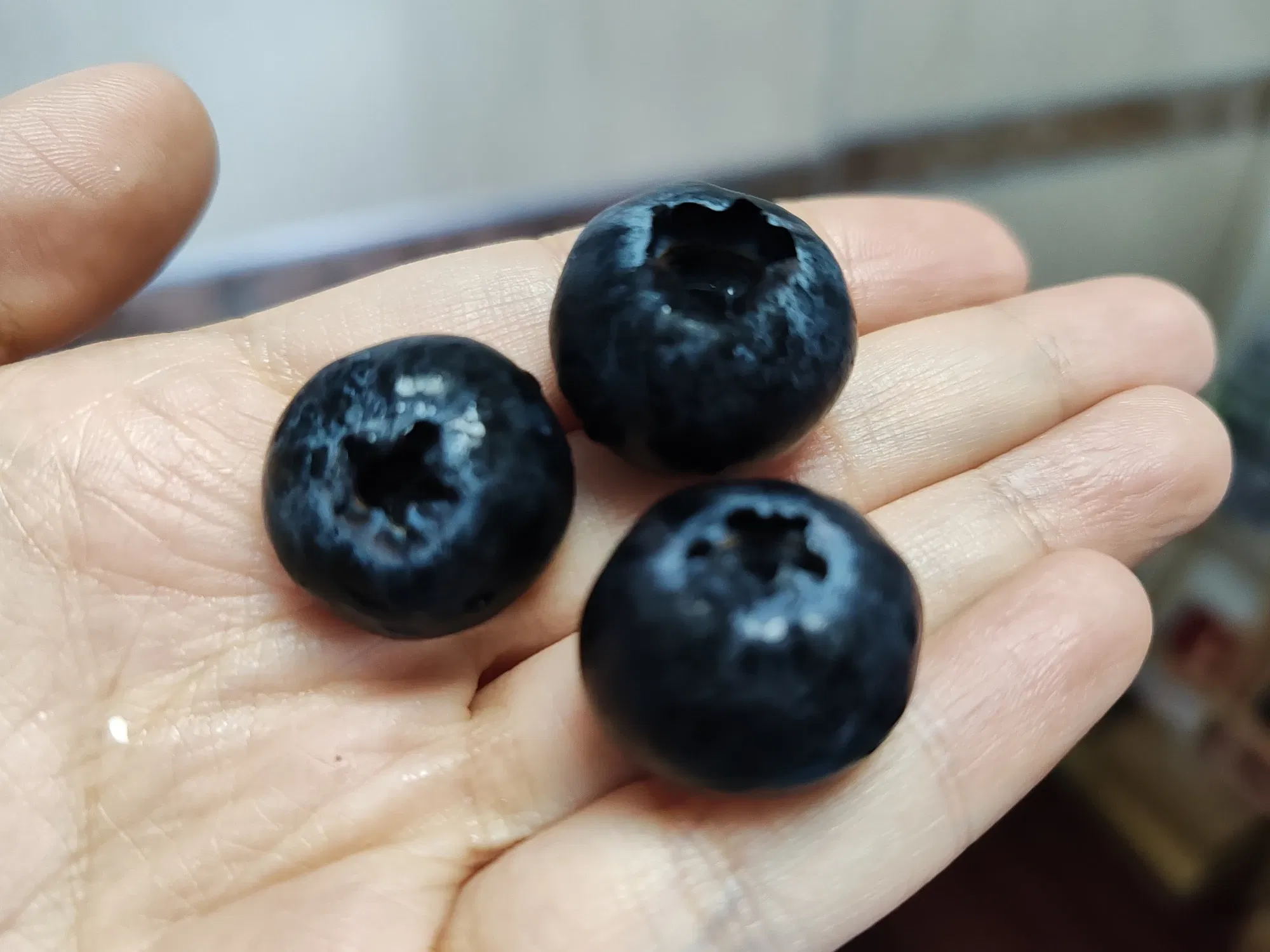 蓝莓🫐果王？又大又香又甜