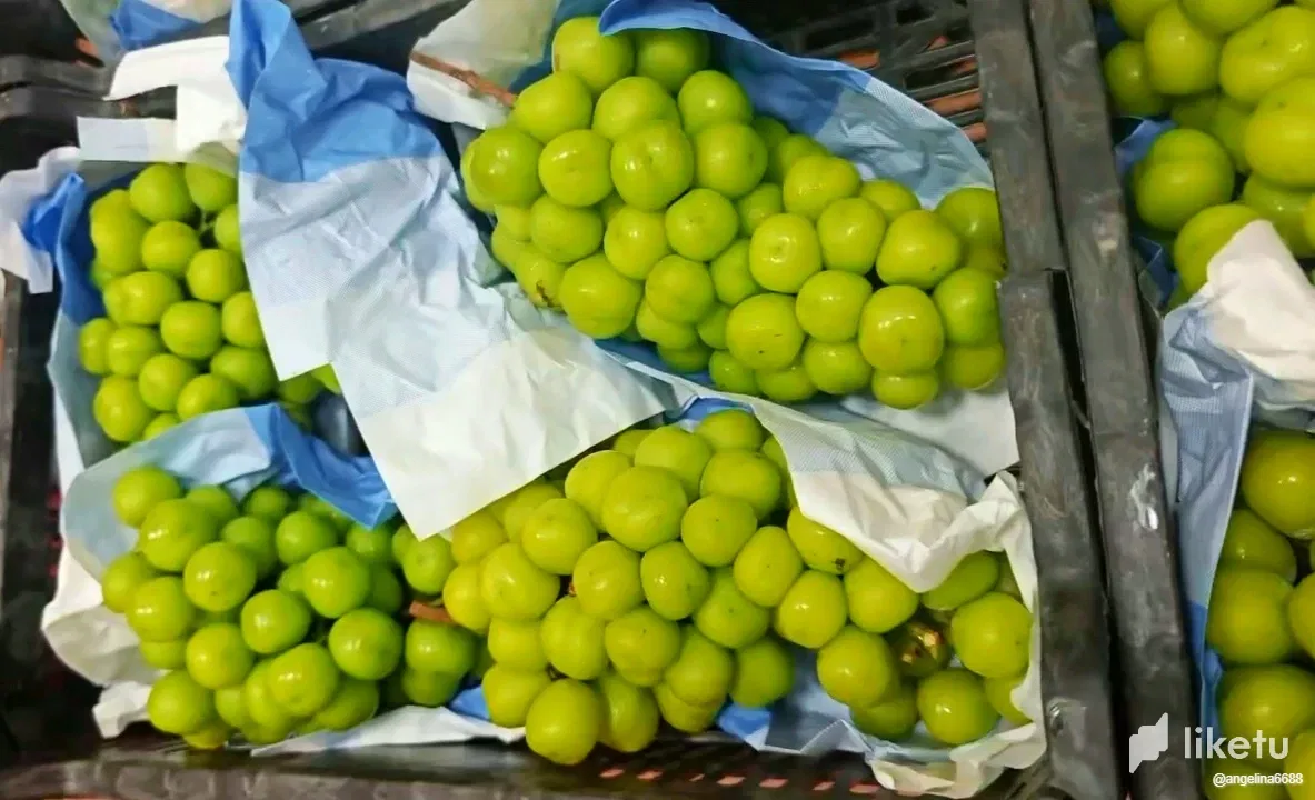 nljyYyGliQlqrEzg__2025-08-13_095837_719.webp