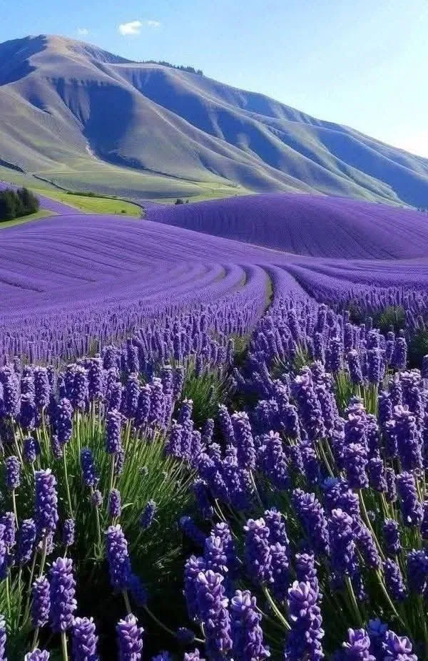 宁静，是世界给心灵的礼物