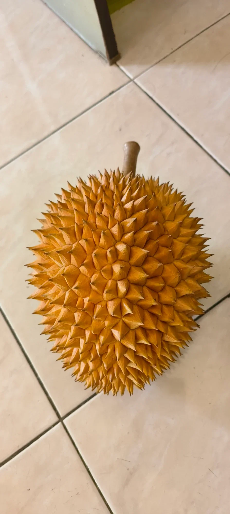XKgCWlx7VsgPQyUO_1000385875.webp