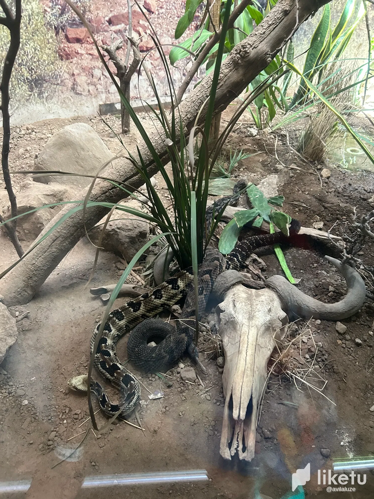 EPaSaO1dB1e9QIH2…
Payout: 0.000 HBD🦘🐍 More Zoo Memories: Kangaroos and Snakes / Más Recuerdos del Zoológico: Canguros y Serpientes
2025-08-22 16:33<liketuimages> <center> ![QjPbi0PEdRWHoeUb_IMG_2563.webp
