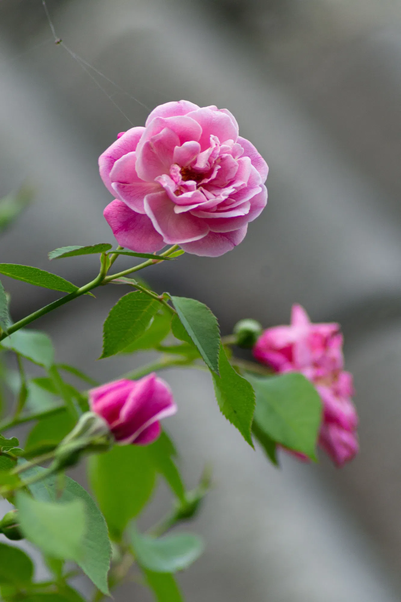 GqDScq6me19opyo5_1000179221.webp