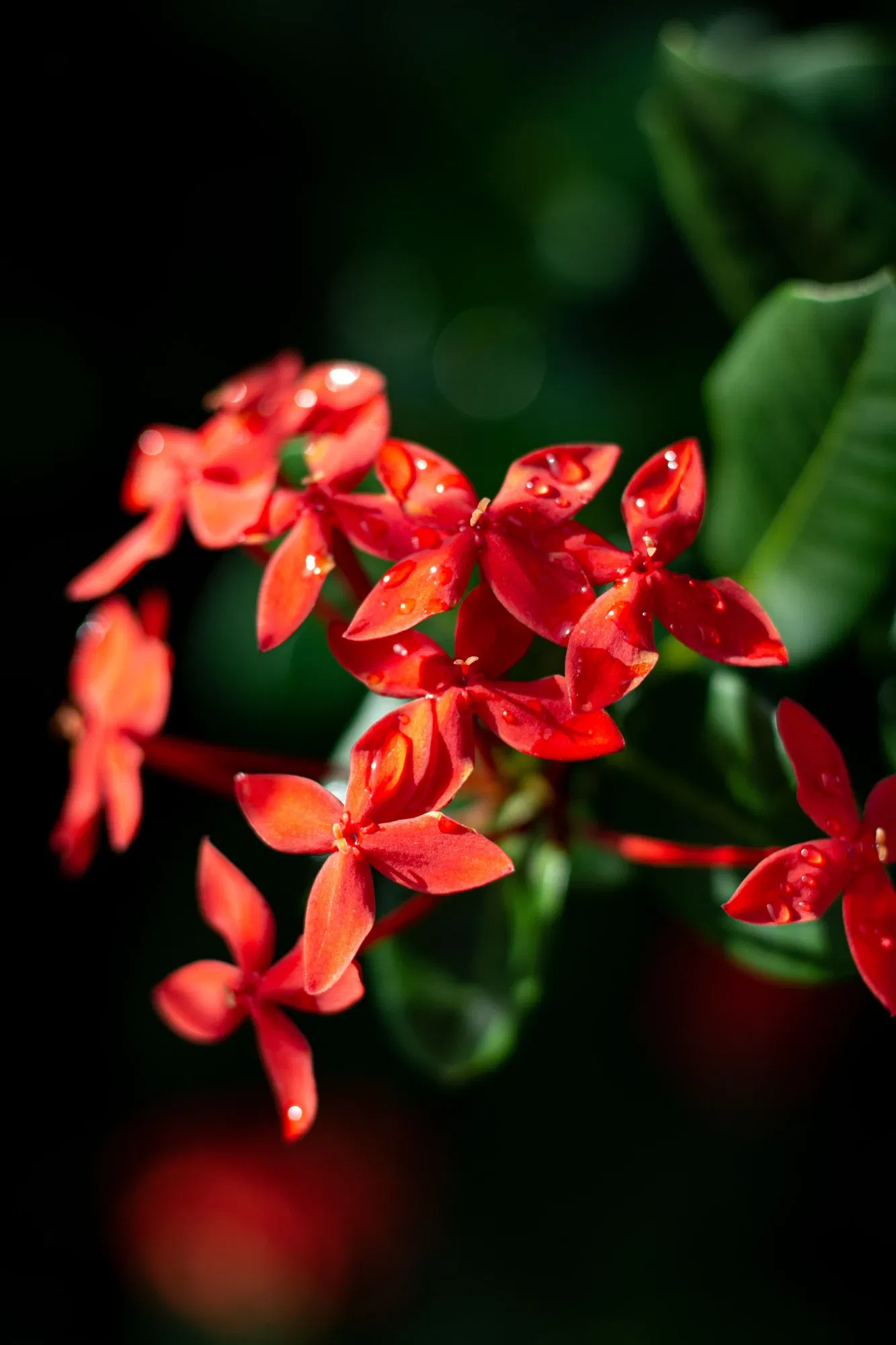 gVJc6wV5sLzM4Irt_1000302488.webp