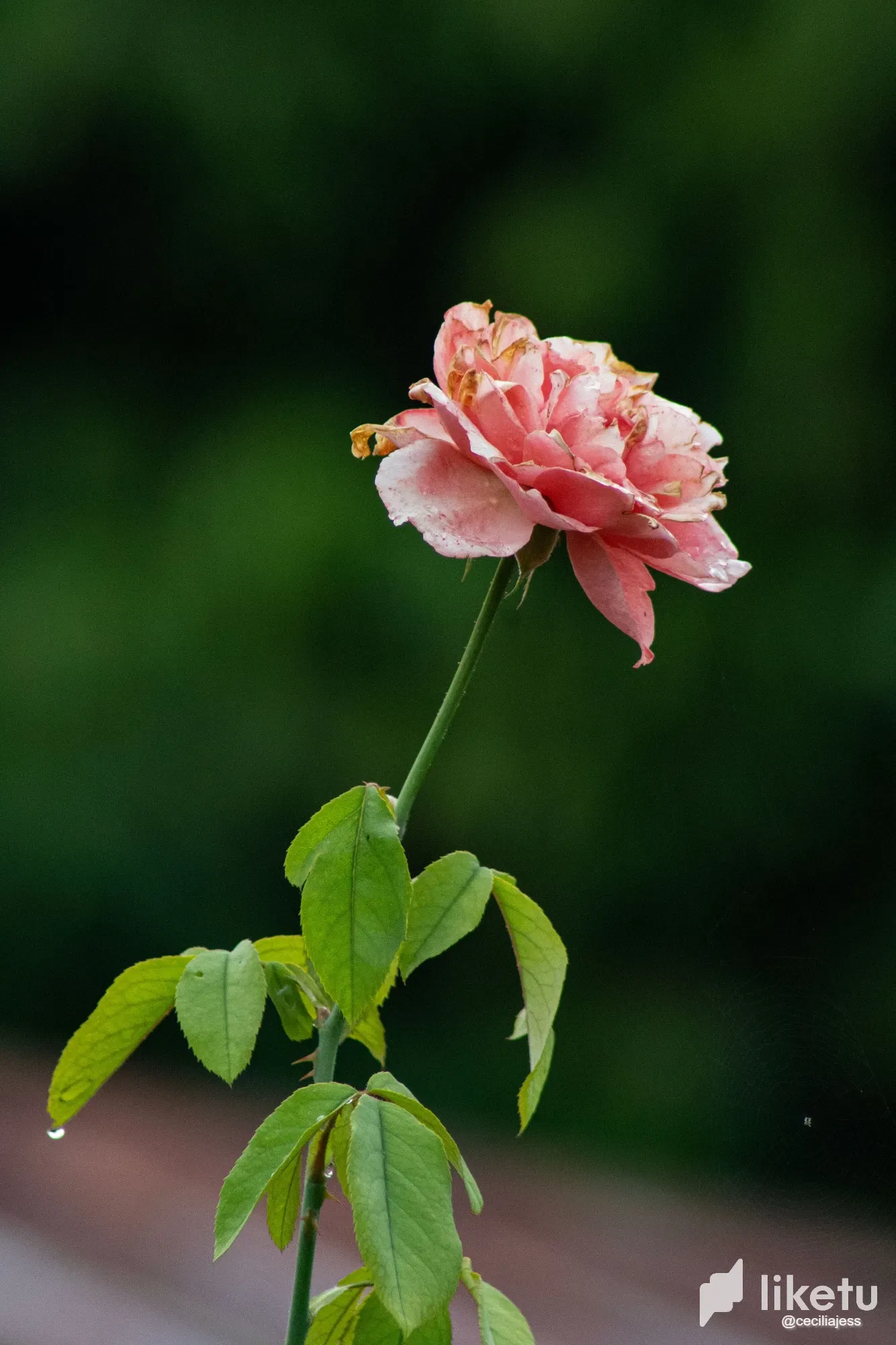 q6d0mFlsasbOnQTN_IMG_6731.webp
