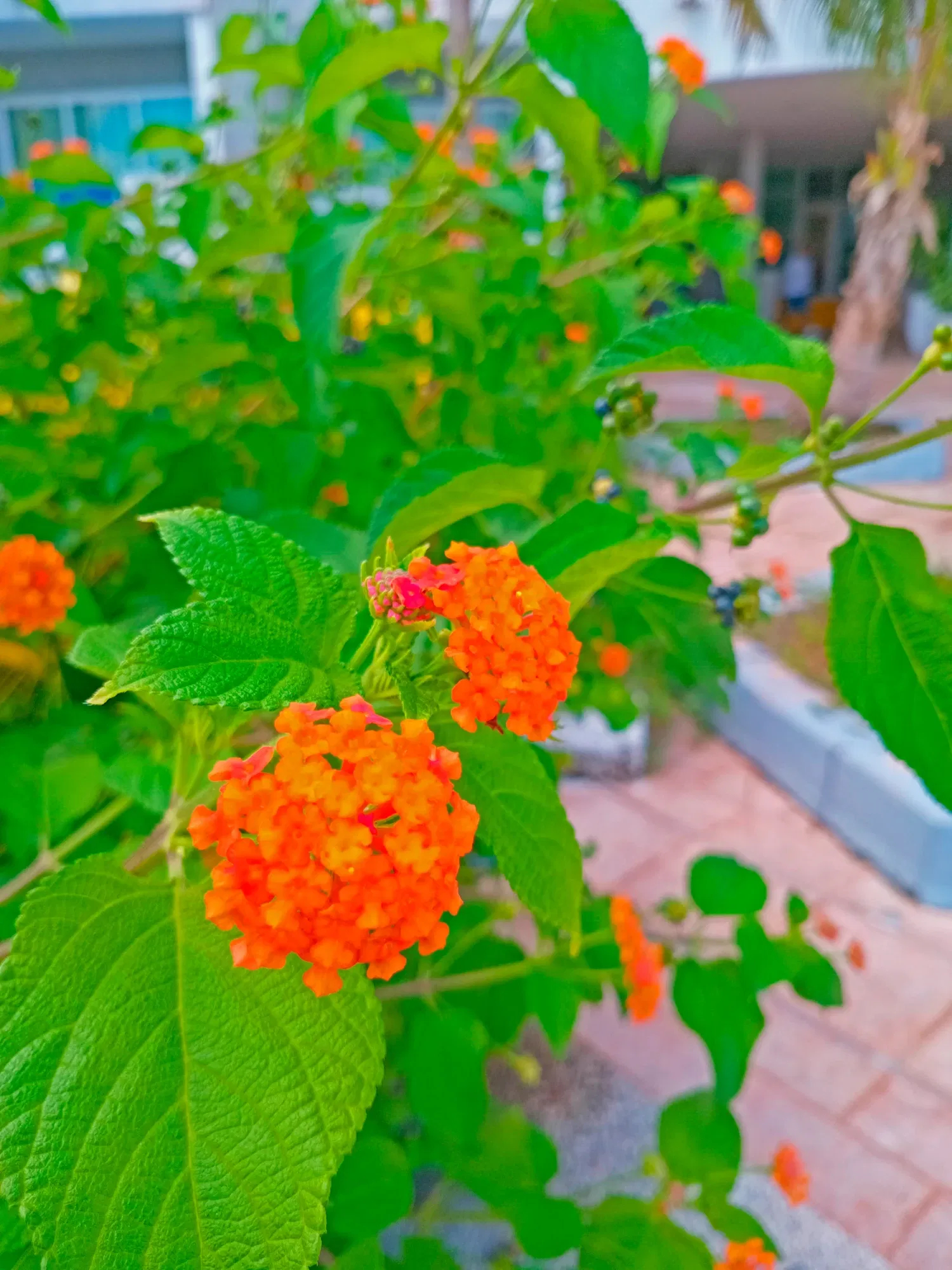 57N5FQiVY1uZodMw_1000851511.webp