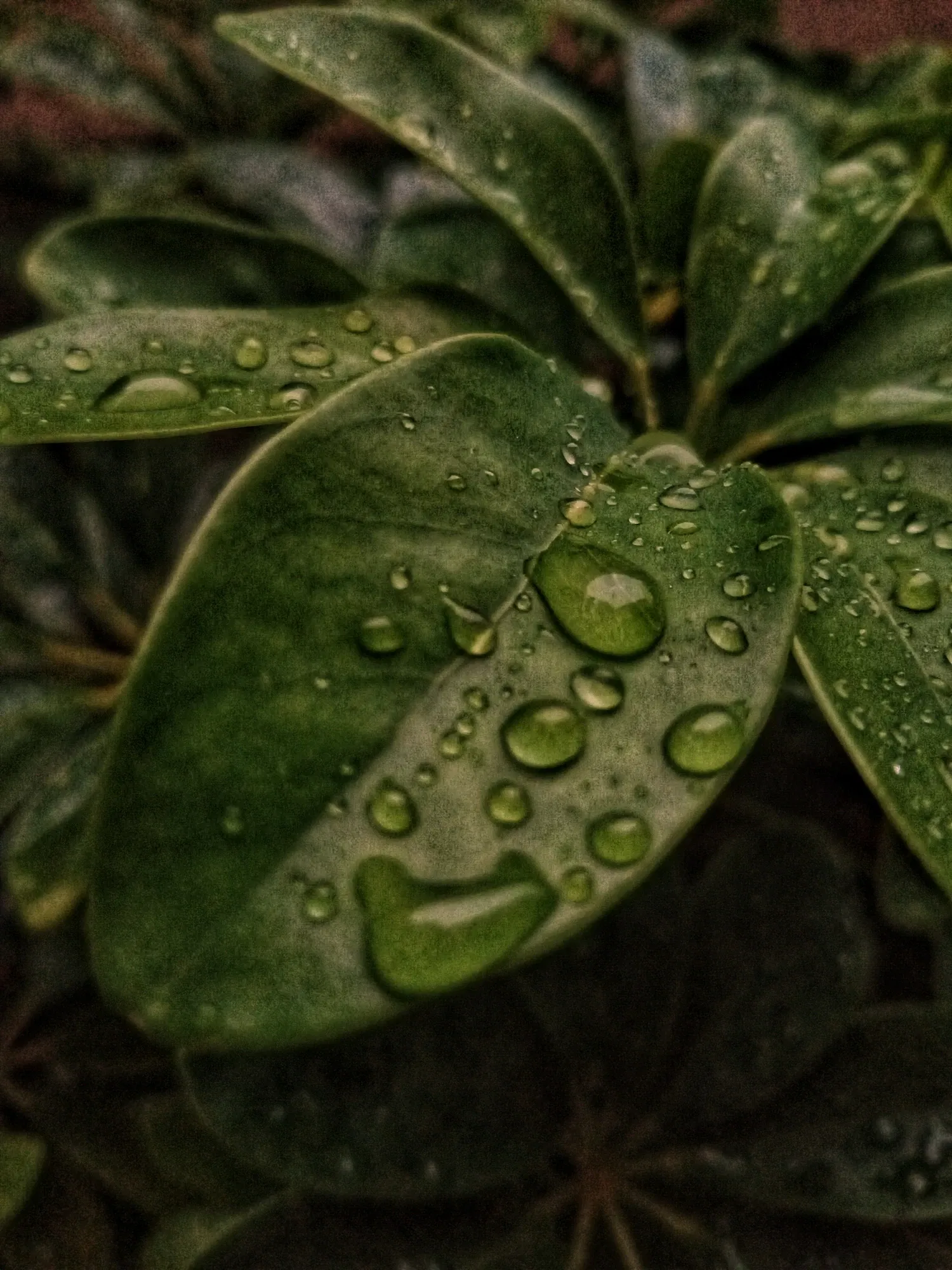 6rX4XZnThtNT2i5e_1000909196.webp
