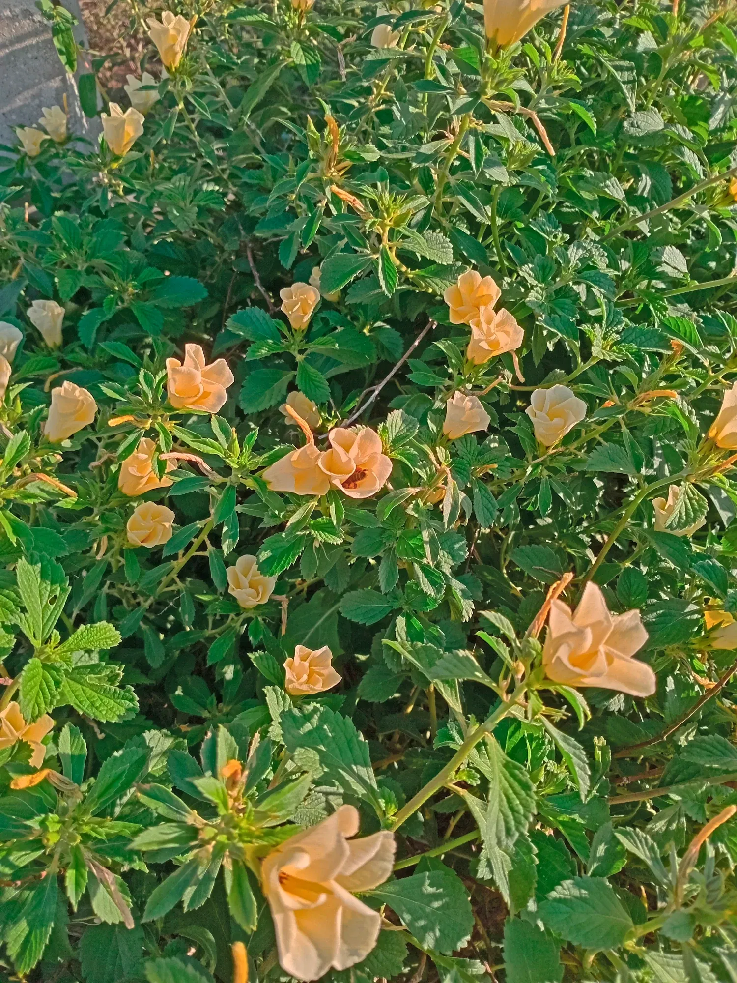 BoPAJLyED3EmgBIi_1000924299.webp
