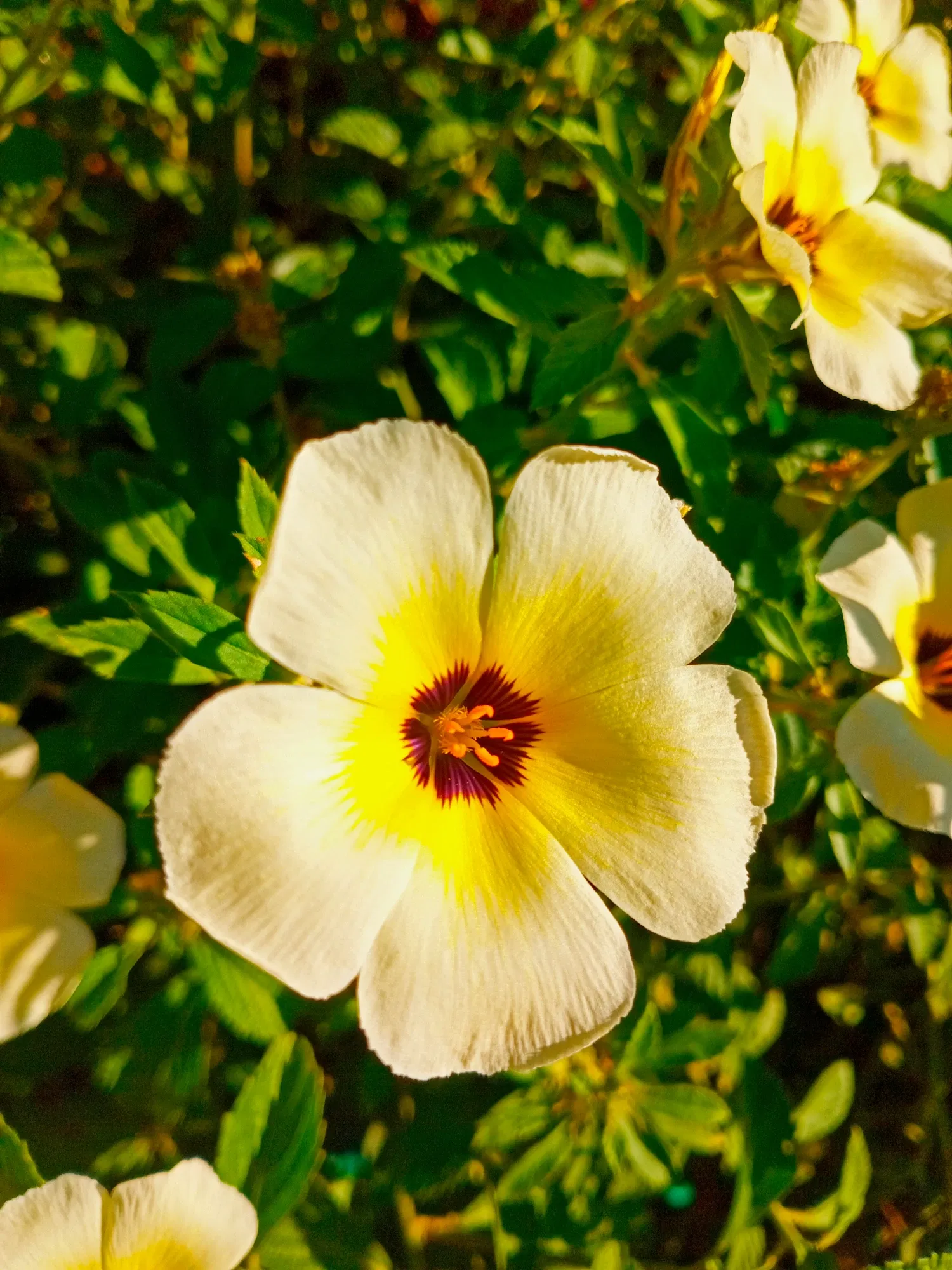 H17Y30CWvtHMgxh9_1000924313.webp