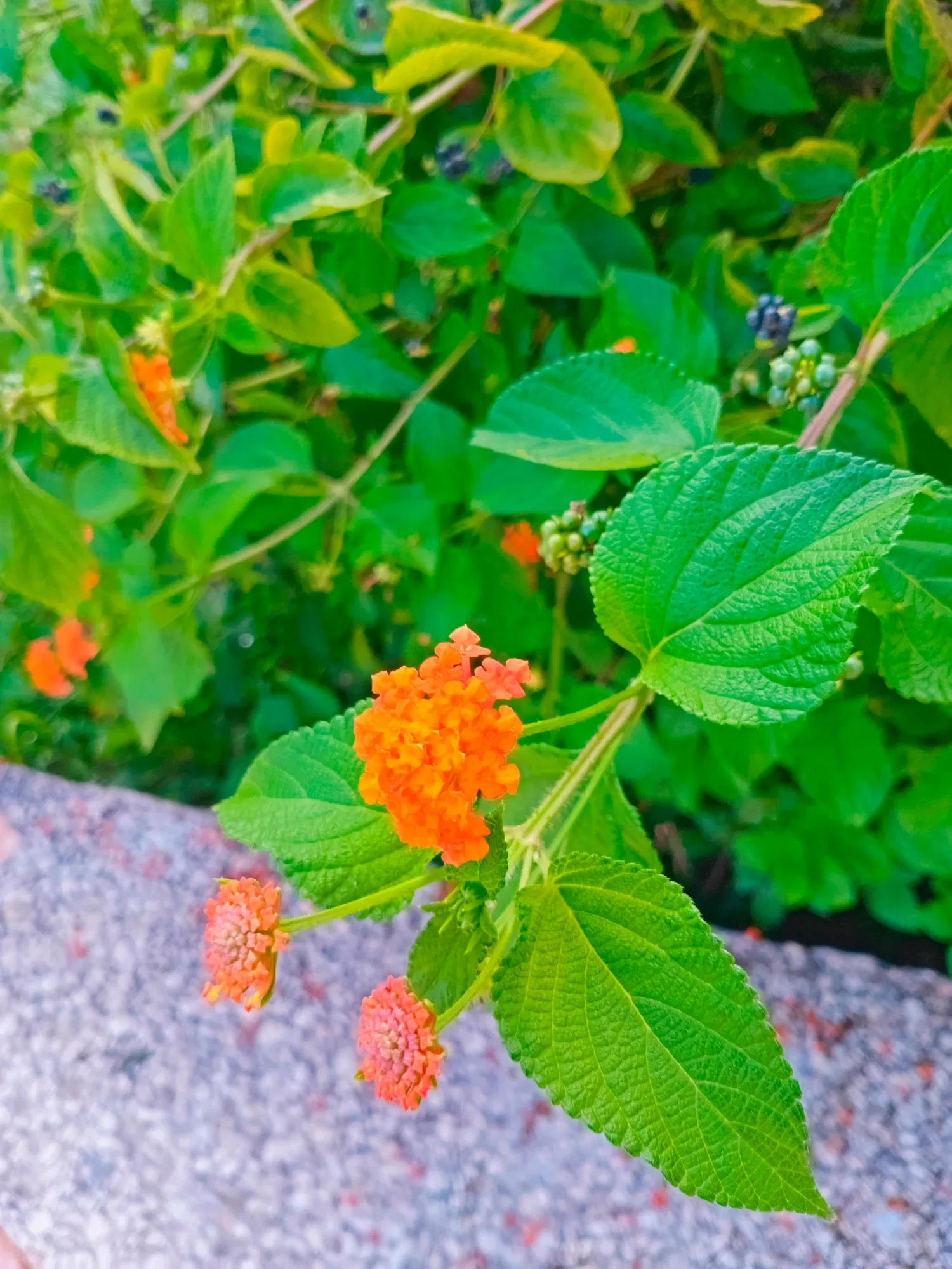 RzhcAoFmshEjDAnG_1000851509.webp