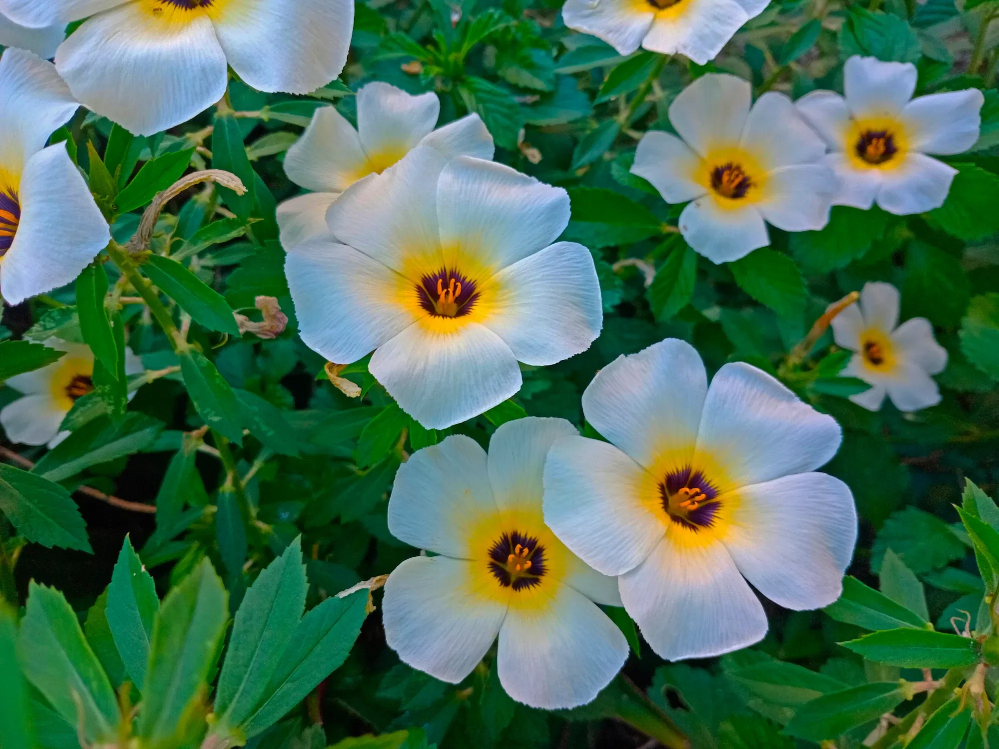 YlQa55R4C4HE0TRq_1000924304.webp
