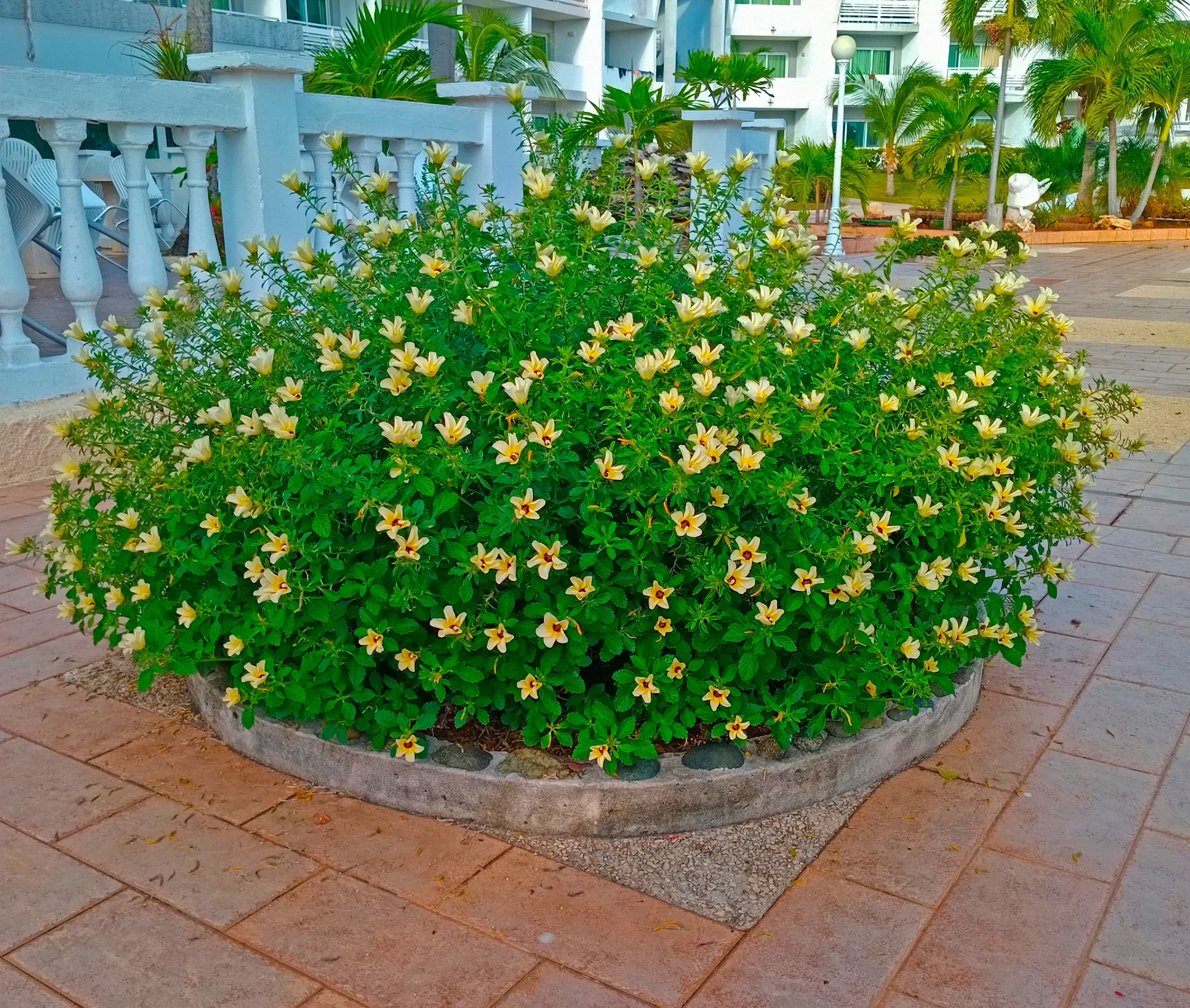 eTMr…
Payout: 0.703 HBDThe magic of the Turnera (part 1)
2025-09-06 12:56<liketuimages> <center> ![ZJ1UbgFEymXm2pj5_1000924300.webp