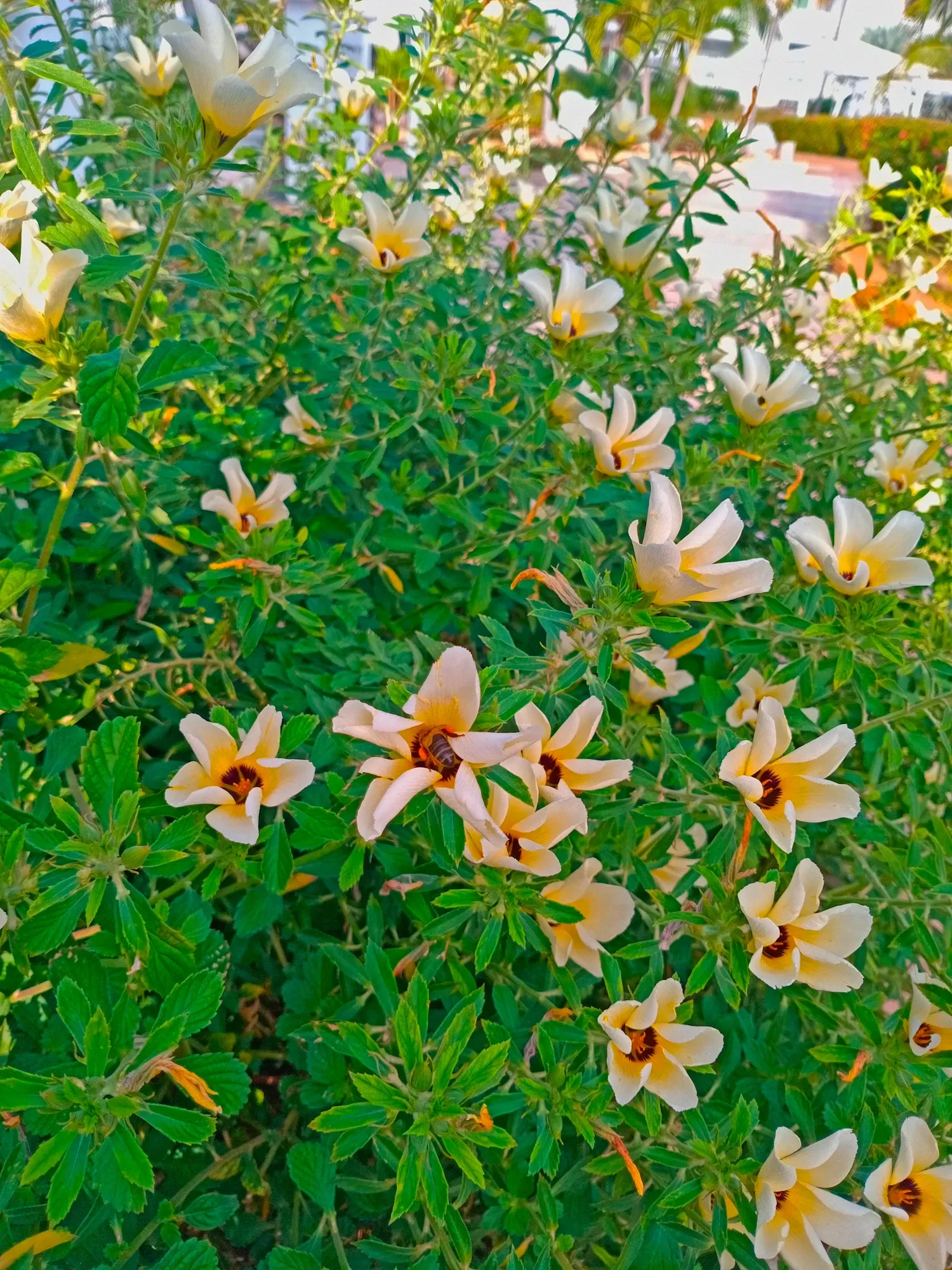 ZOGumiPpKQSmPvJz_1000924302.webp