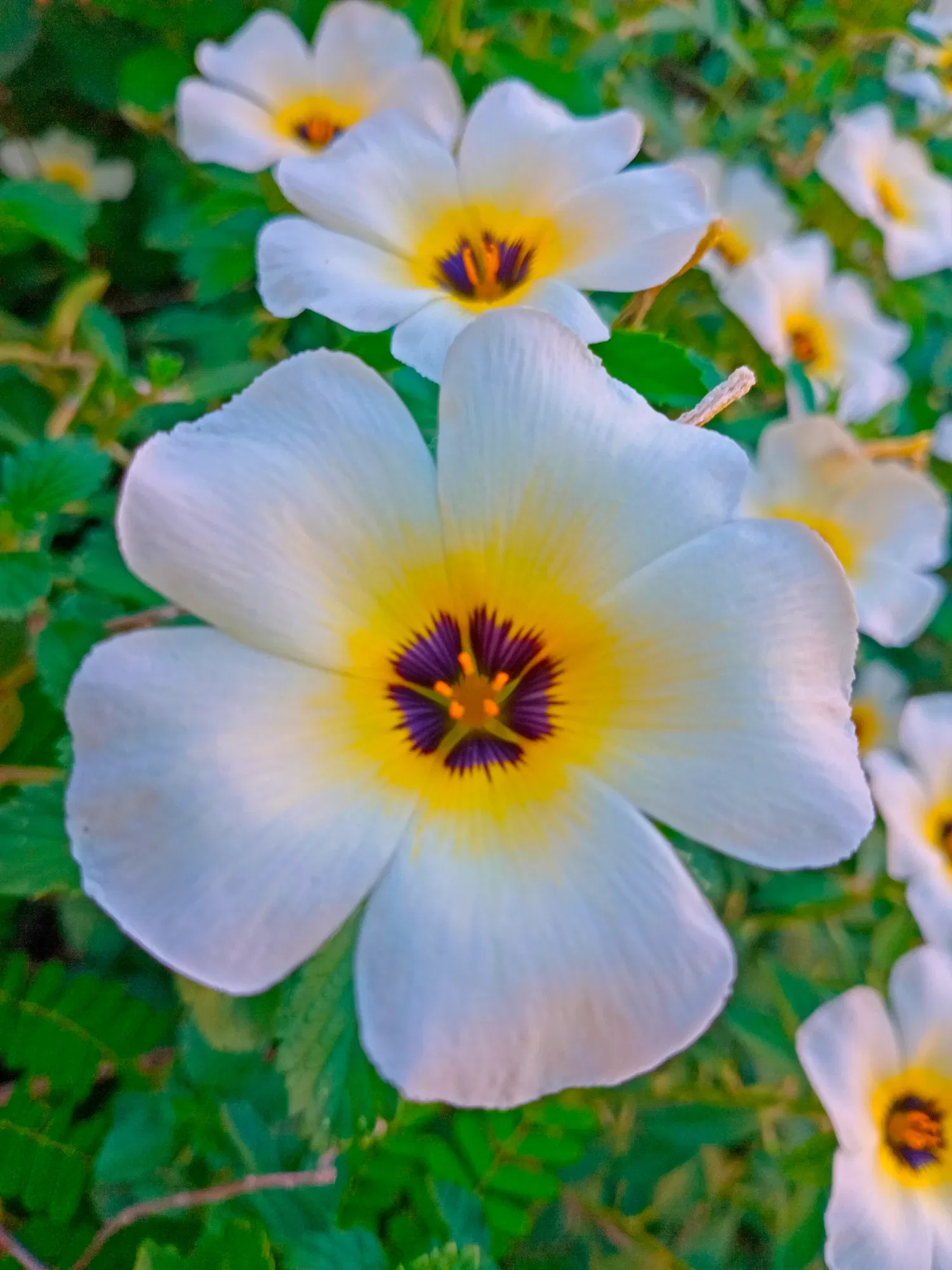 stNIMI7M54BBPi6T_1000924310.webp