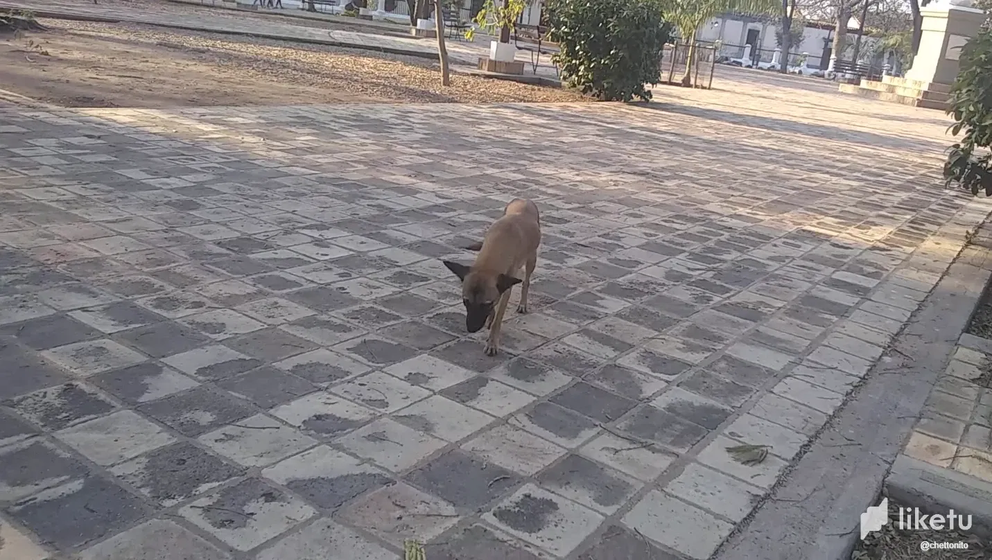 [ENG-SPA] We rescued a puppy from the street / Rescatamos una perrita de la calle