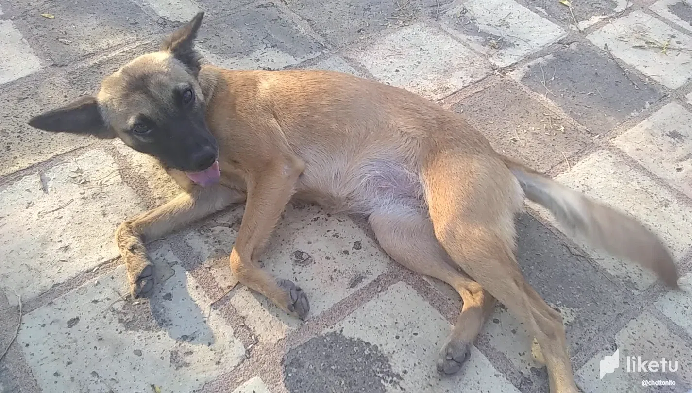 [ENG-SPA] We rescued a puppy from the street / Rescatamos una perrita de la calle