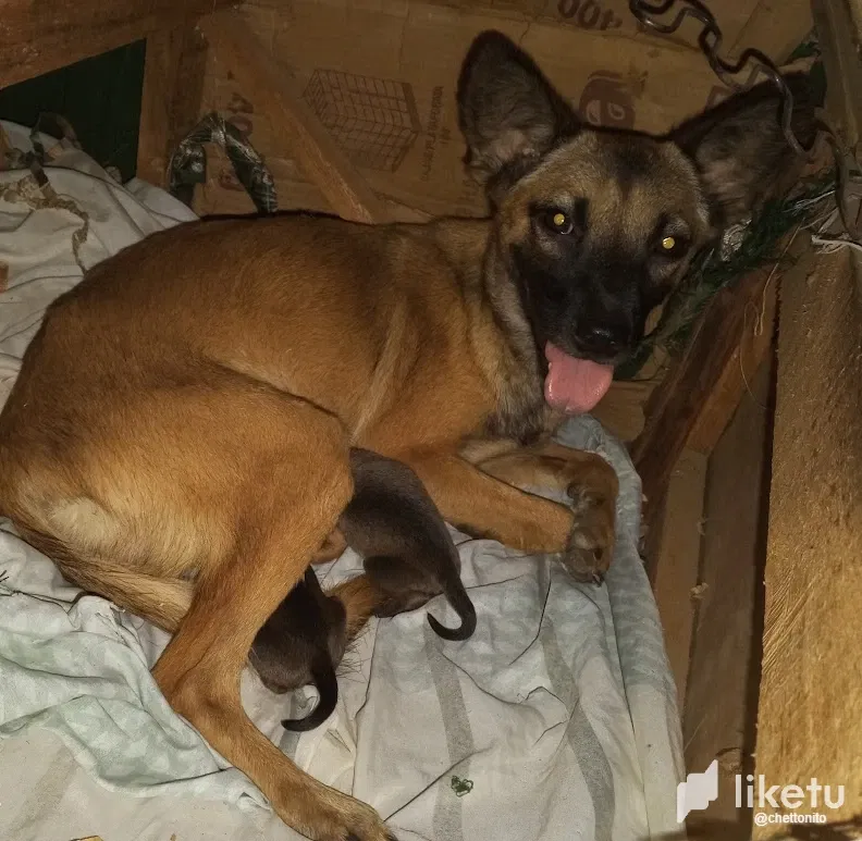 [ENG-SPA] We rescued a puppy from the street / Rescatamos una perrita de la calle