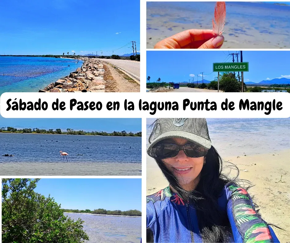 Sábado de Paseo en la Laguna Punta de Mangle. El Guamache 🦩😍[Esp/Eng]