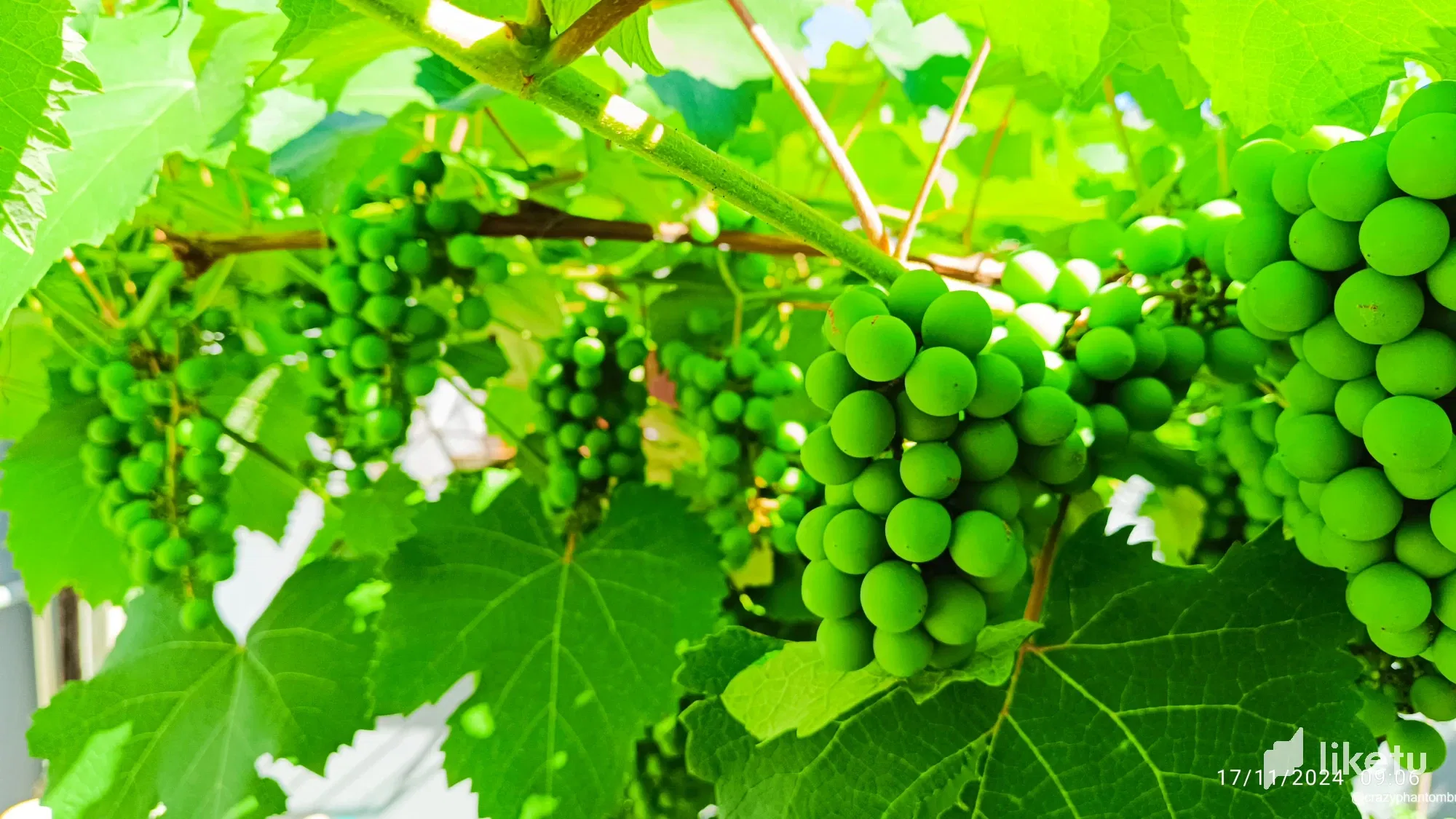 EN-PT Harvest time is approaching