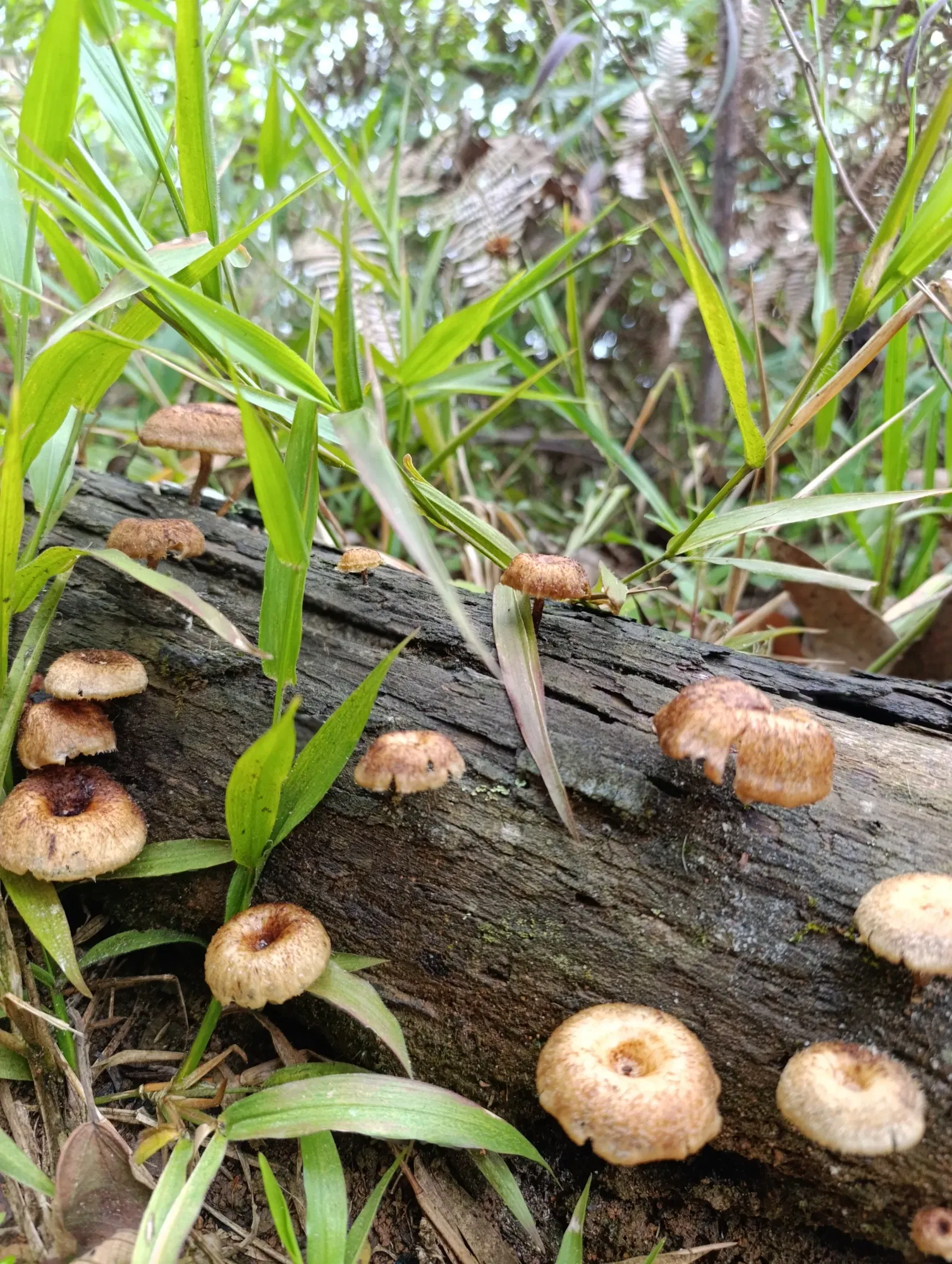 xZMU8fMVDk…
Payout: 0.000 HBDHermosas capturas algunos animales y naturaleza/Beautiful photographs of animals and nature(Esp/Eng)
2025-10-04 03:31<liketuimages> <center> ![W100zhGoHoIGPNoy_1000338431.webp