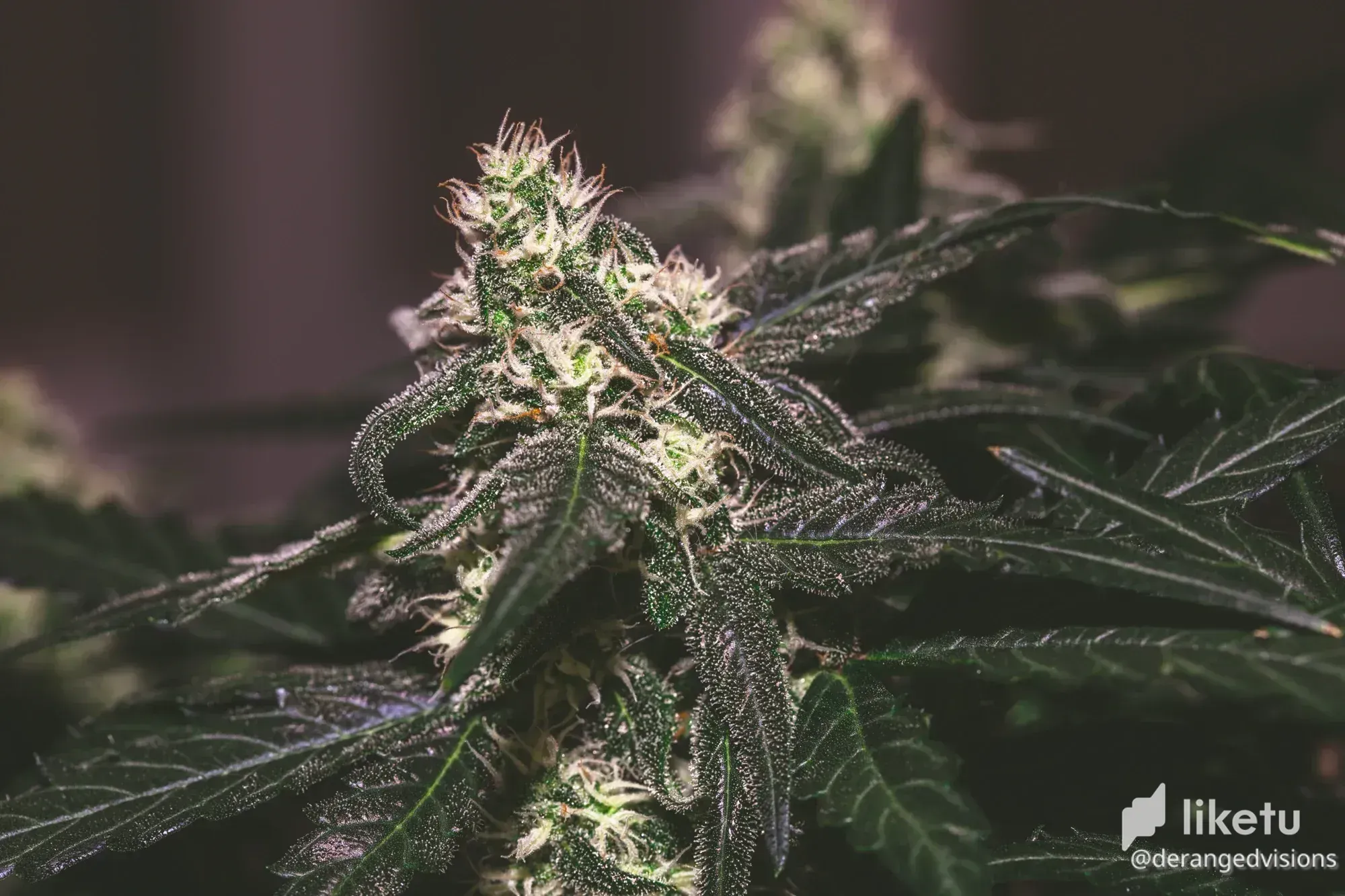 cl836yy5201v81tm74cwqa27t_weed-0629.webp