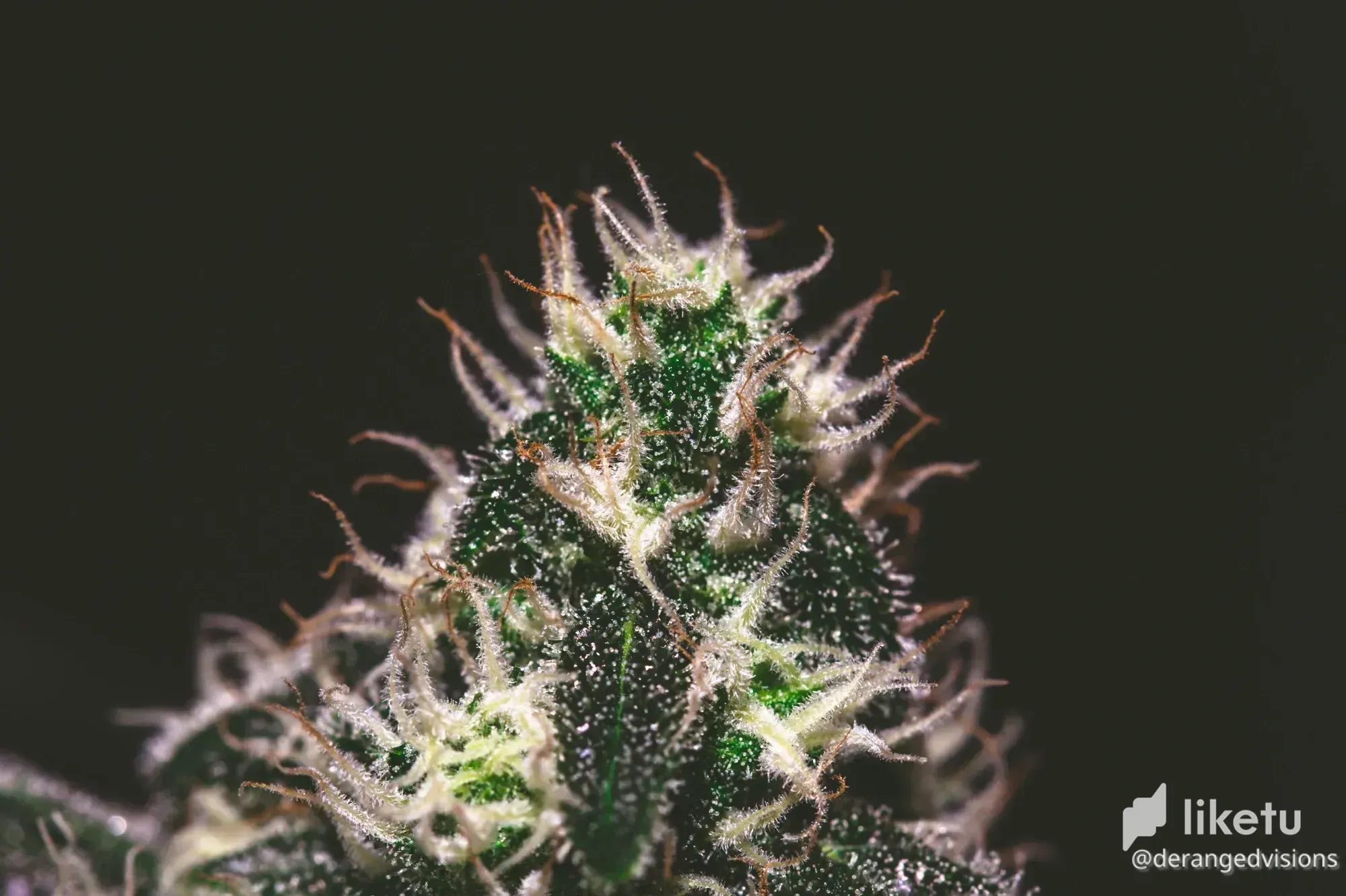 cl836z5fx01tr2dm7fy4c98jz_weed-0632.webp