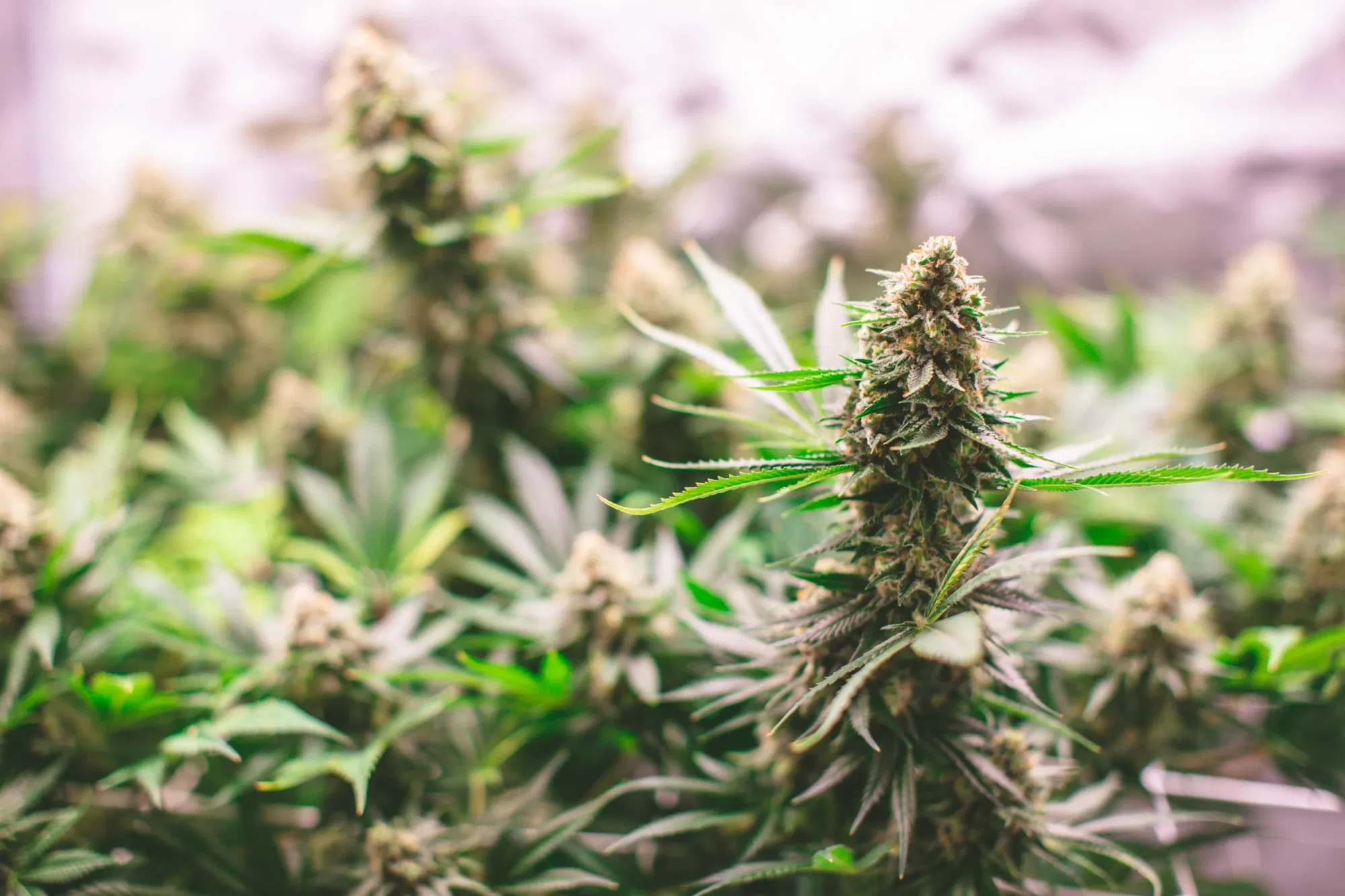 clazxmorq068v0xmj29ix4wn7_weed-2102.webp