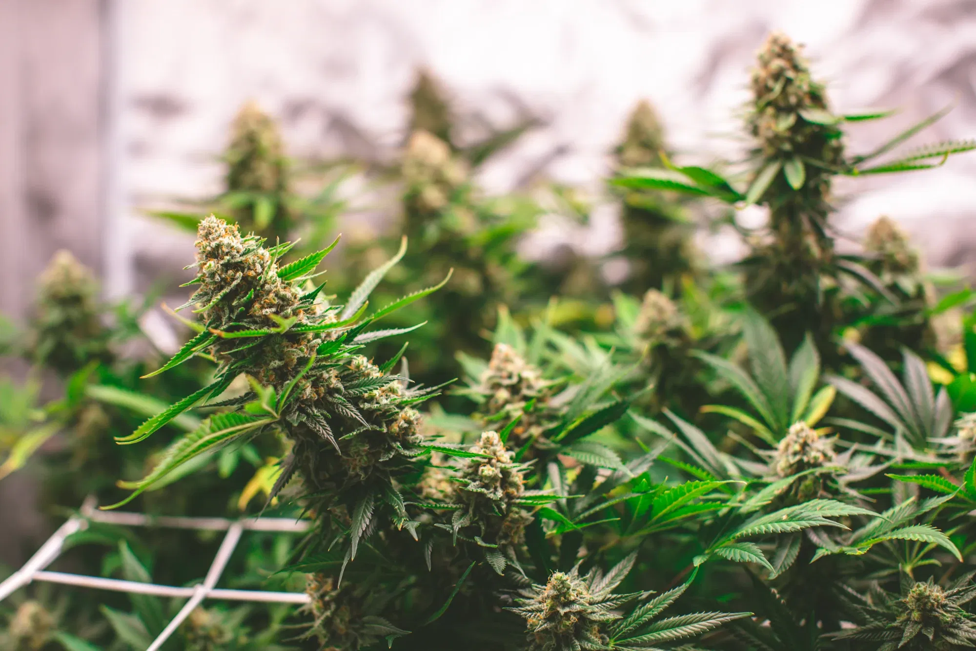 clazxmt5806db2pmj107d7pwy_weed-2104.webp