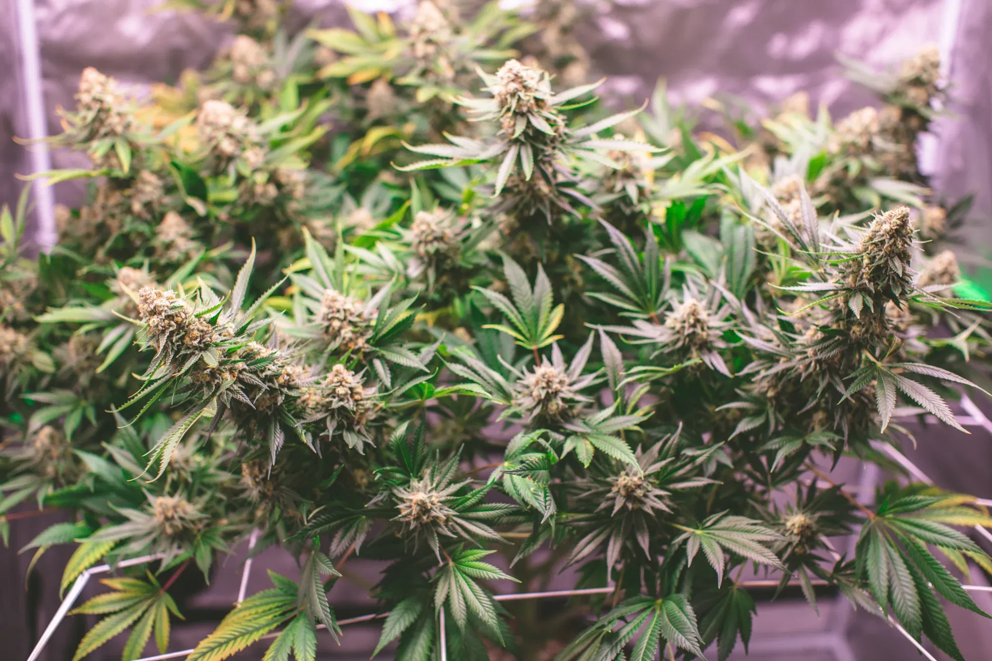 clazxmvms06930imjbselalea_weed-2107.webp