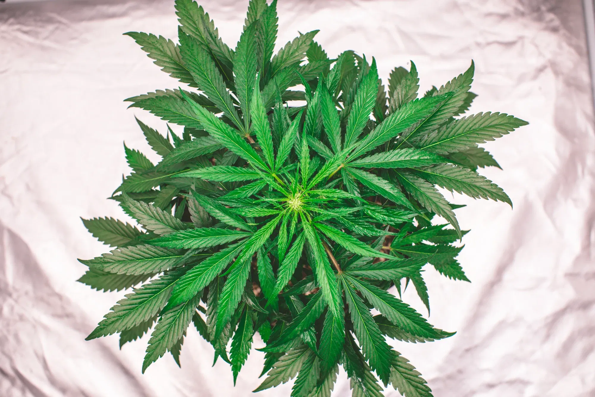 clbl1vg2t03x60joq0unm4988_weed-2146.webp