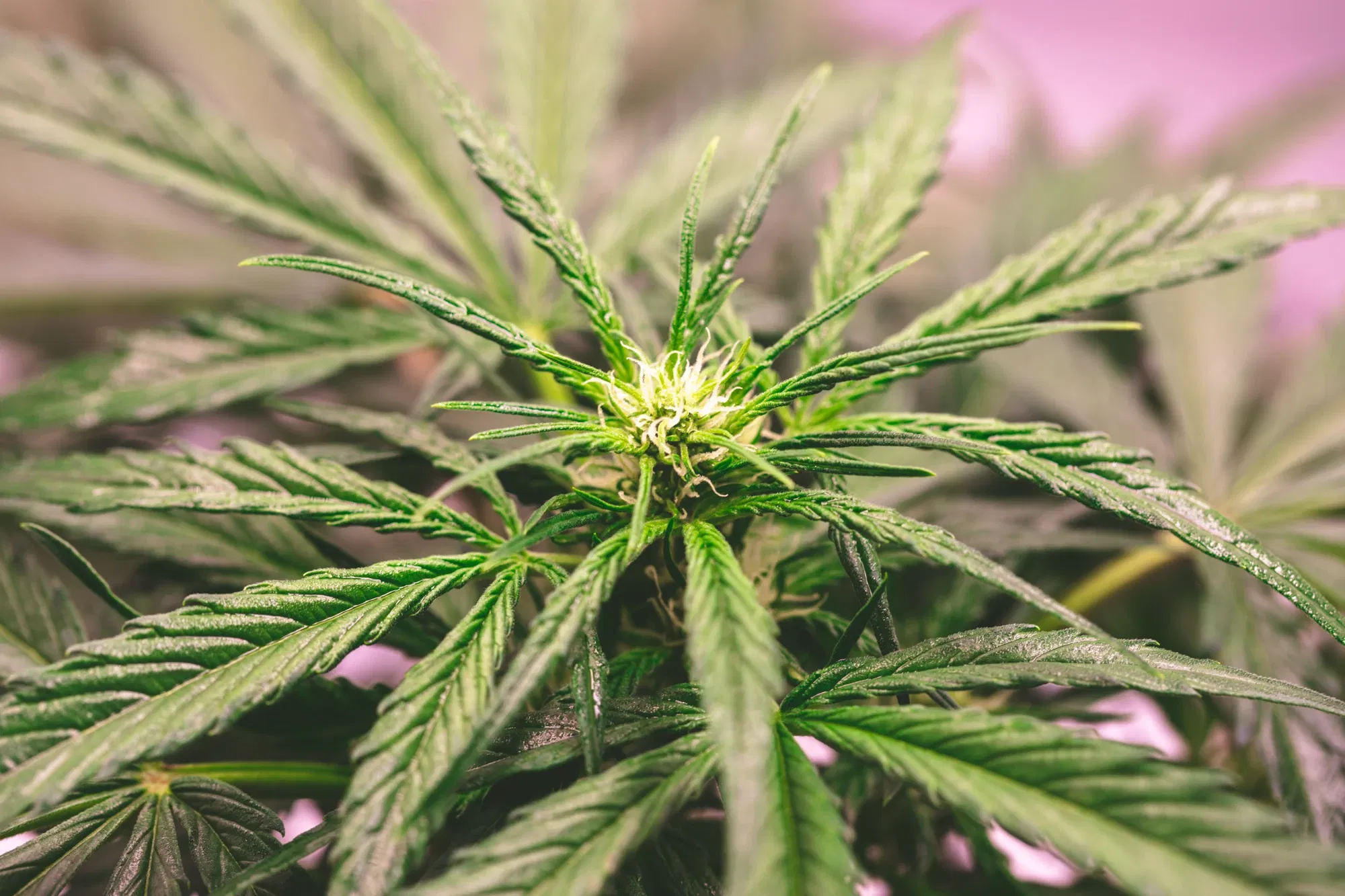 clbl1vmnx03oi0woq3arsgyzh_weed-2148.webp