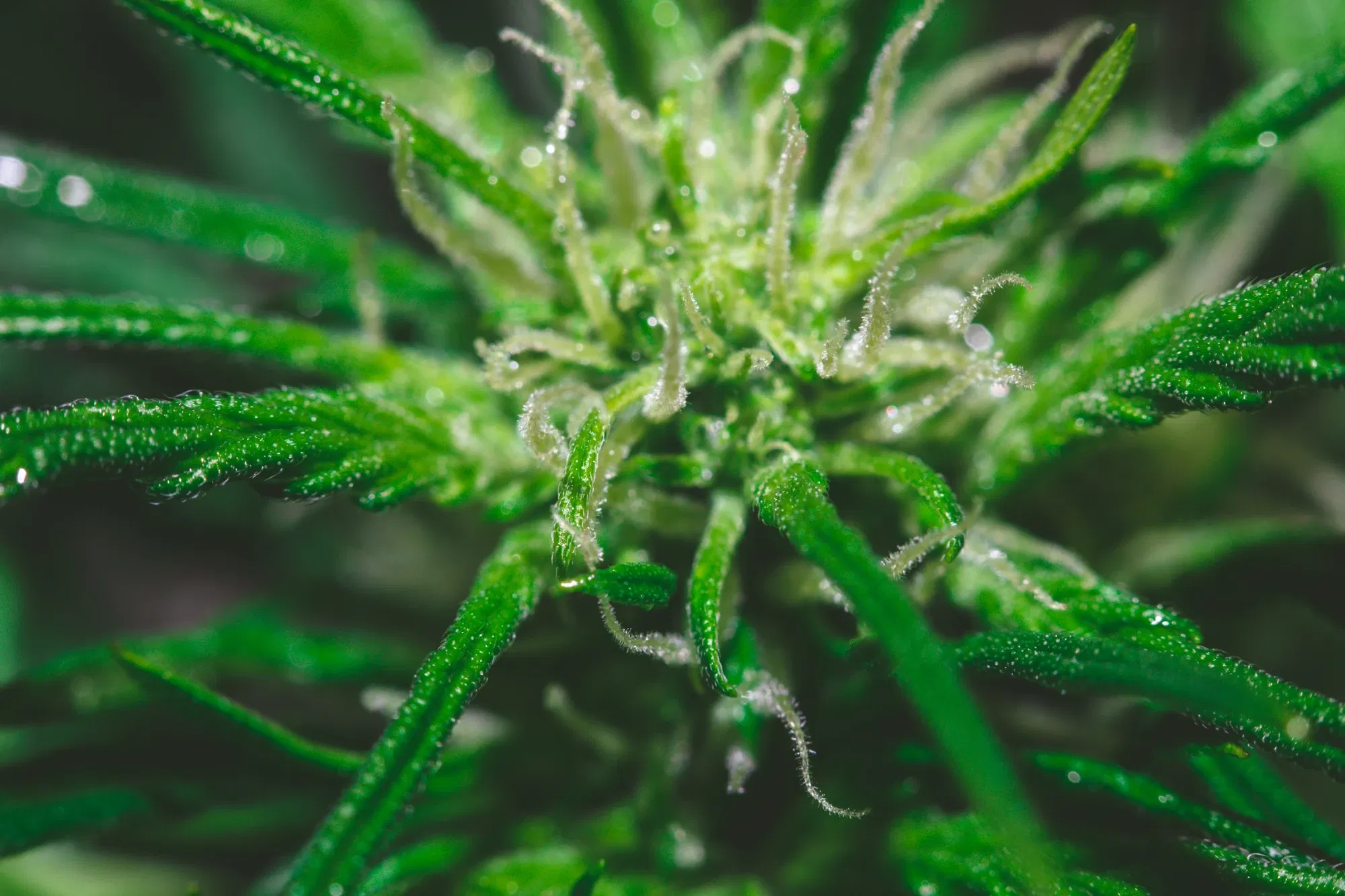clbl1vu0703vp2goqe5fidbuu_weed-2150.webp