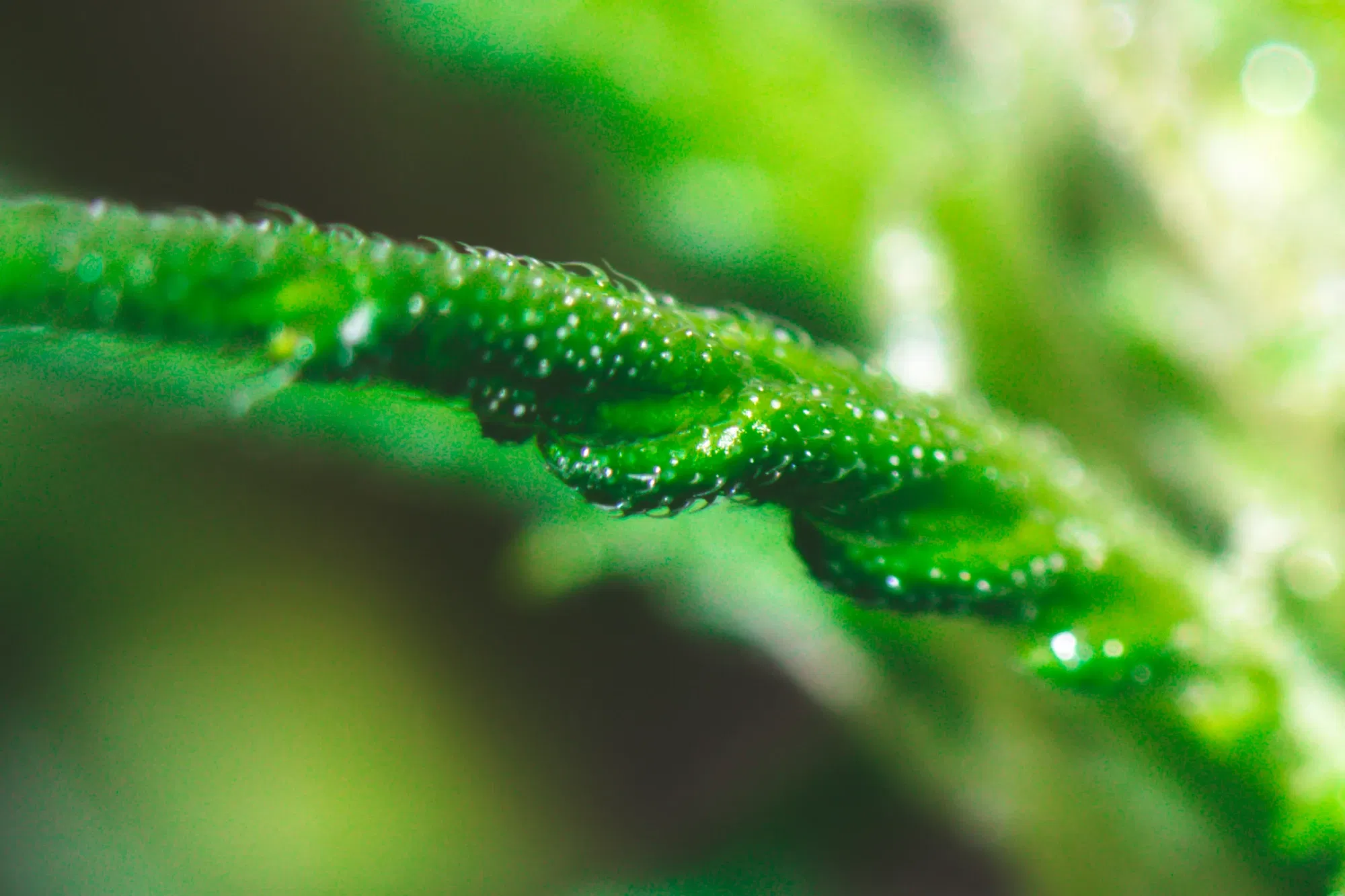 clbl1vxwd03wa2roq4f1ubstx_weed-2151-2.webp