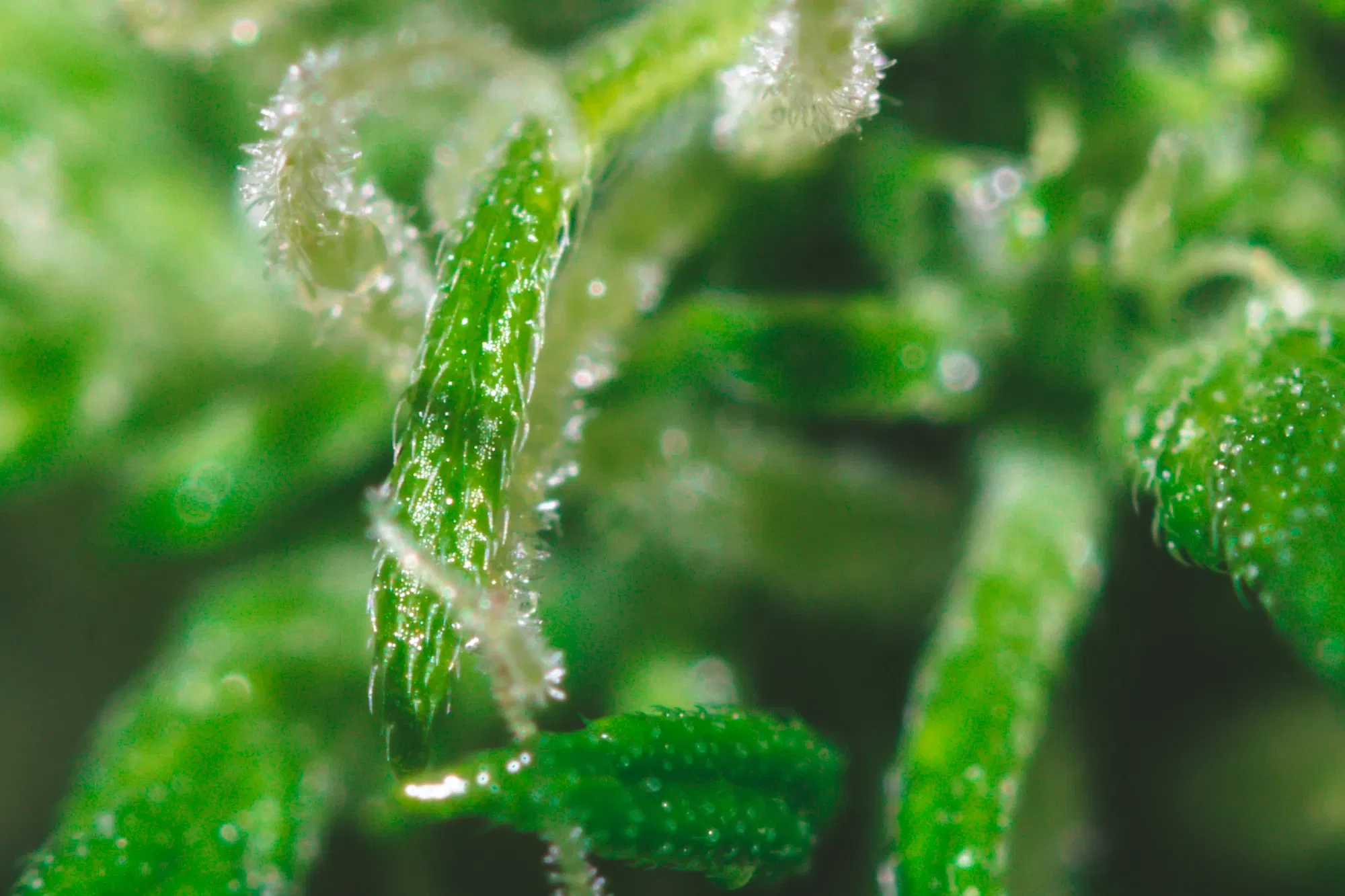 clbl1w1zm03x90joq7oojcueg_weed-2150-2.webp
