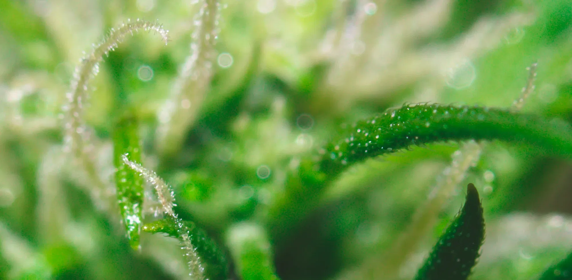 clbl1w72d03sa1ooq130w9fg0_weed-2151.webp