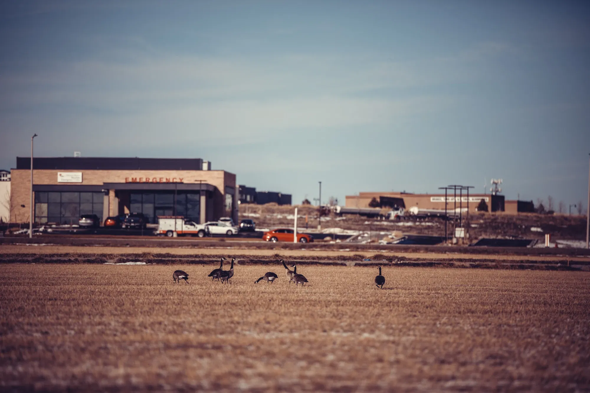 clc9lp91400qx83szhobx3gt6_ducks-2238.webp