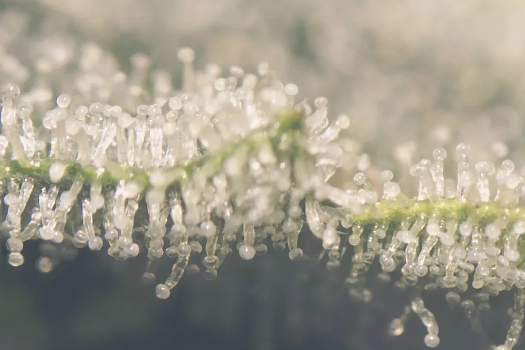 clctep0ue00cx96sz8lje7pzn_weed-2347.webp