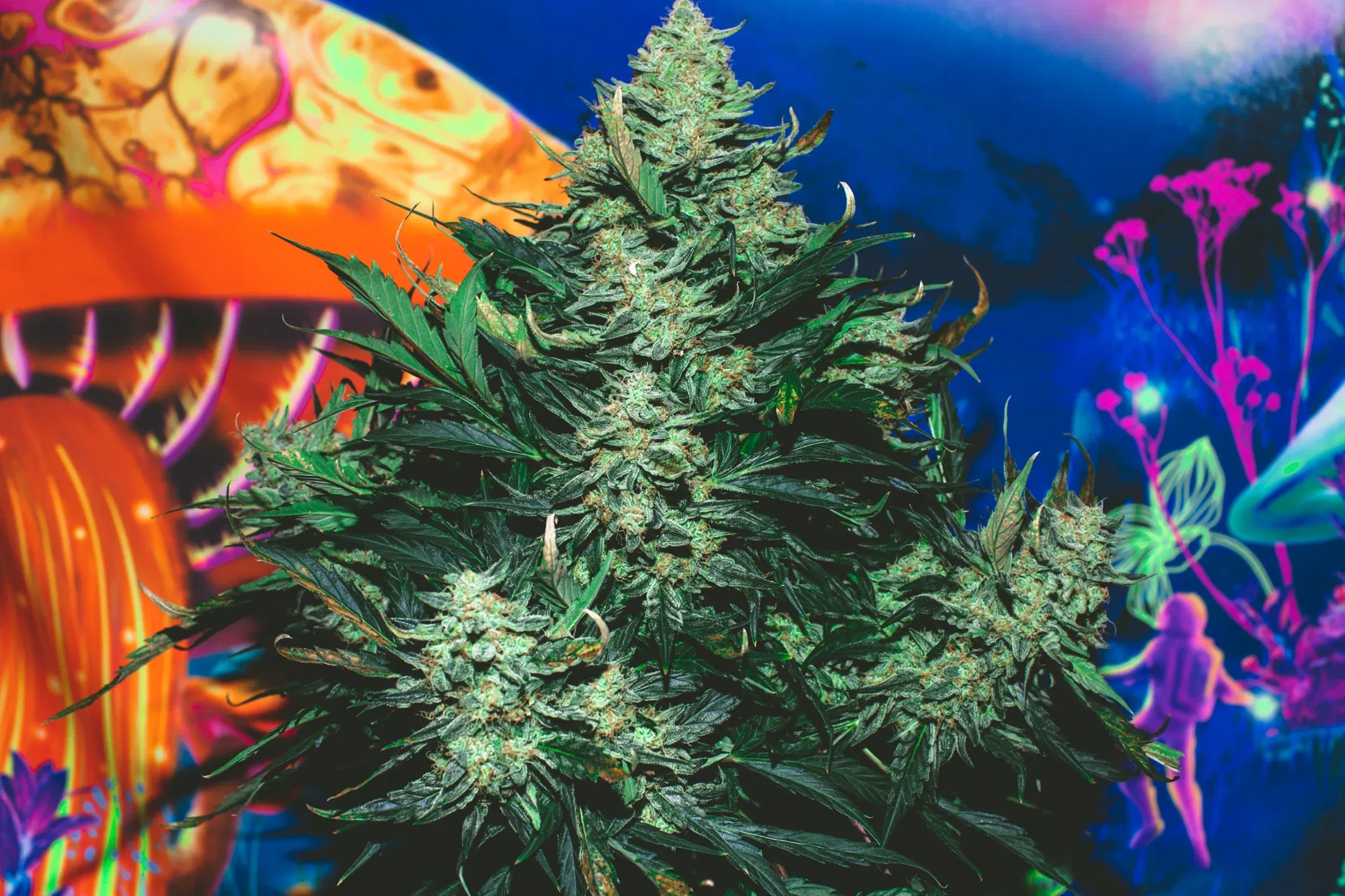 clczguw6i003b12szekh92raq_weed-2352.webp