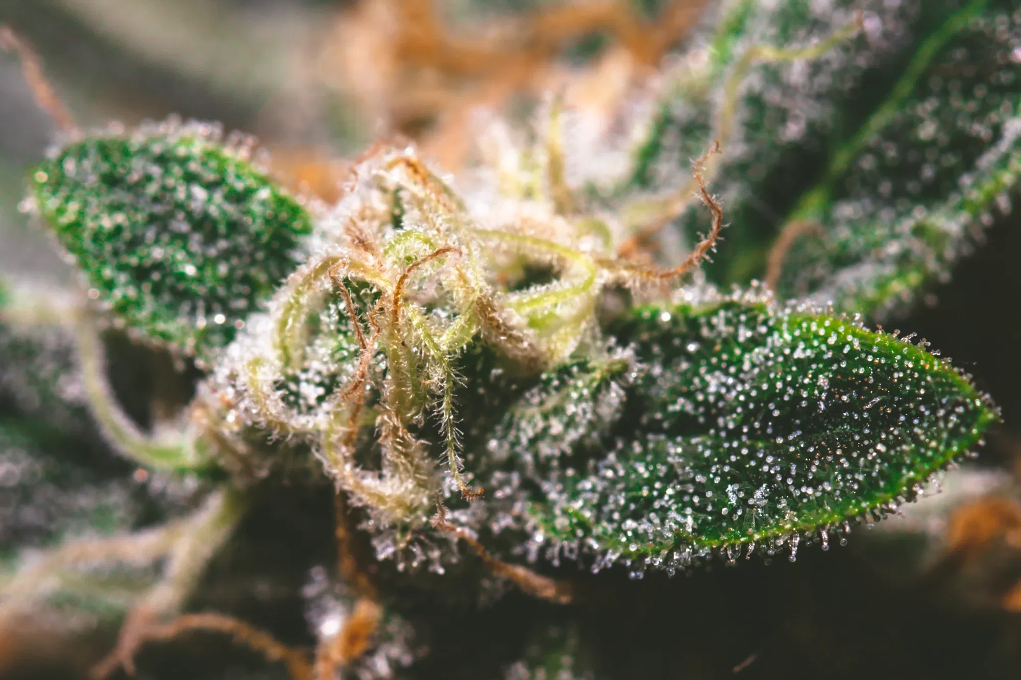 clczgv1bm0048bosz0q498y7q_weed-2351.webp
